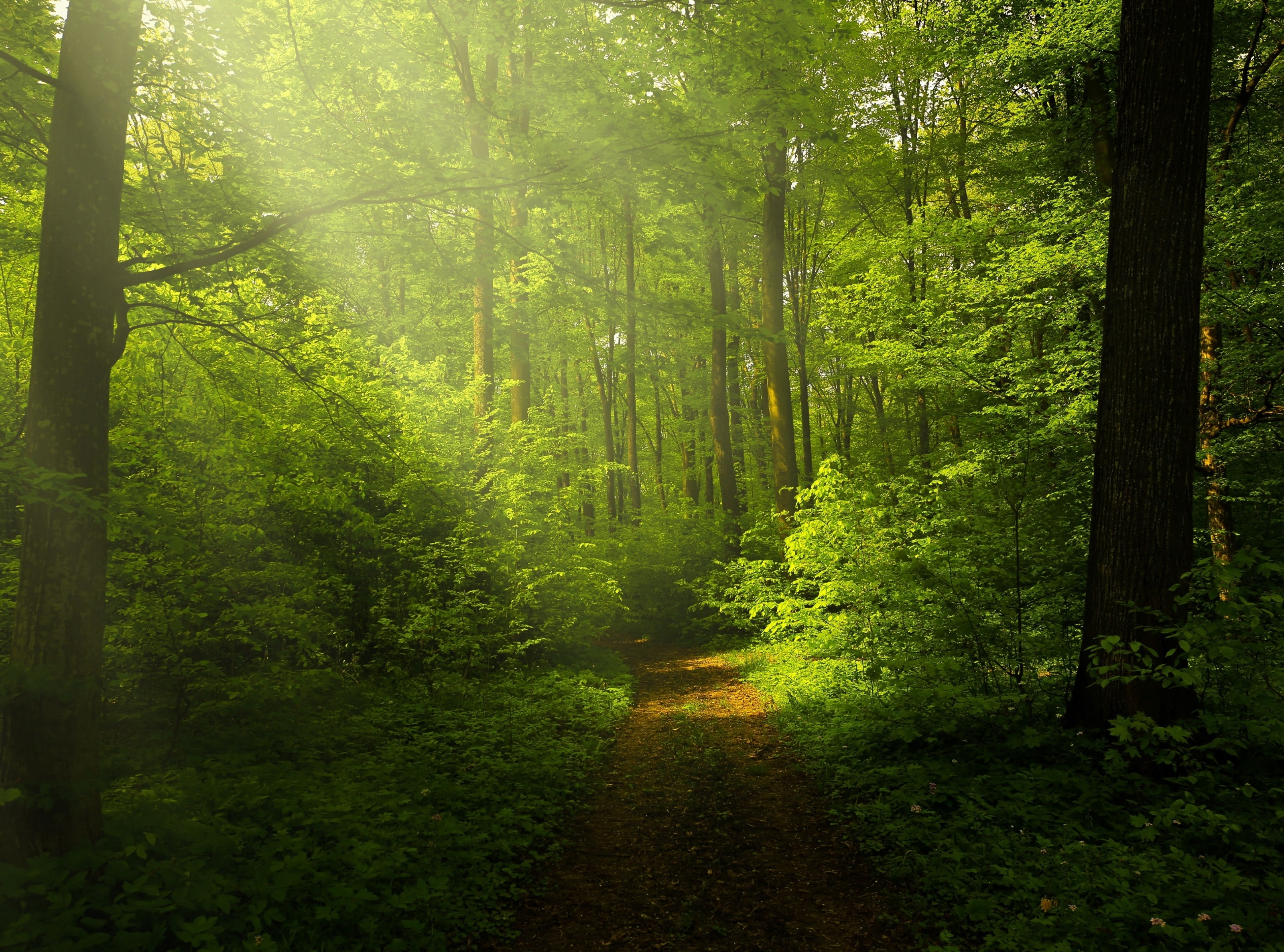 Beautiful Nature Image Green Forest green trees Forests Landscape 2k