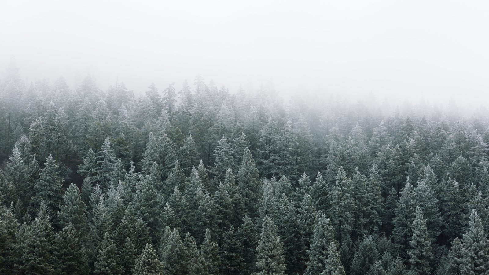 bed of pine trees fog frost morning Pacific Northwest nature 2k 4k 5k