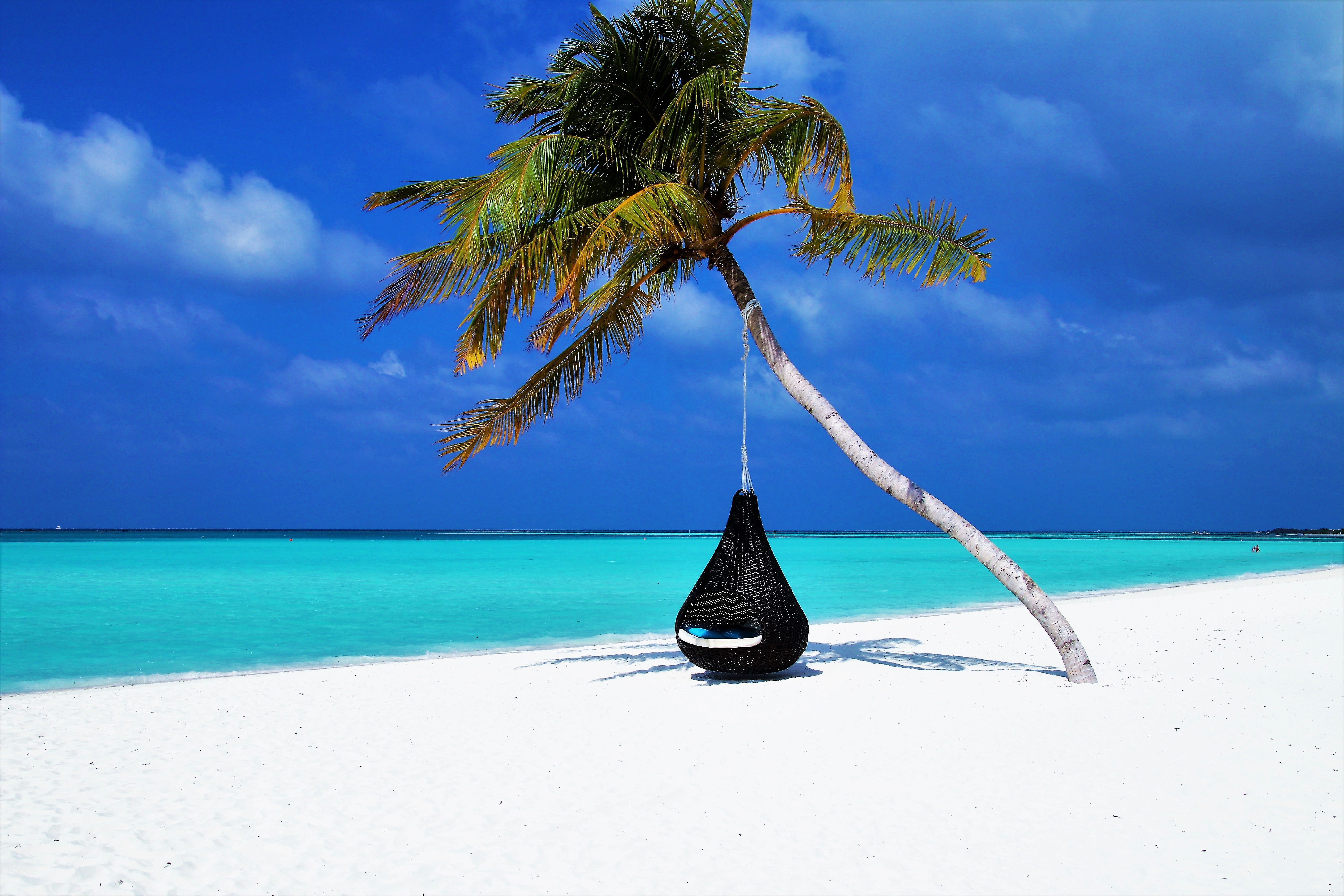 black hammock under coconut tree on seashore maldives palma 2k 4k 5k