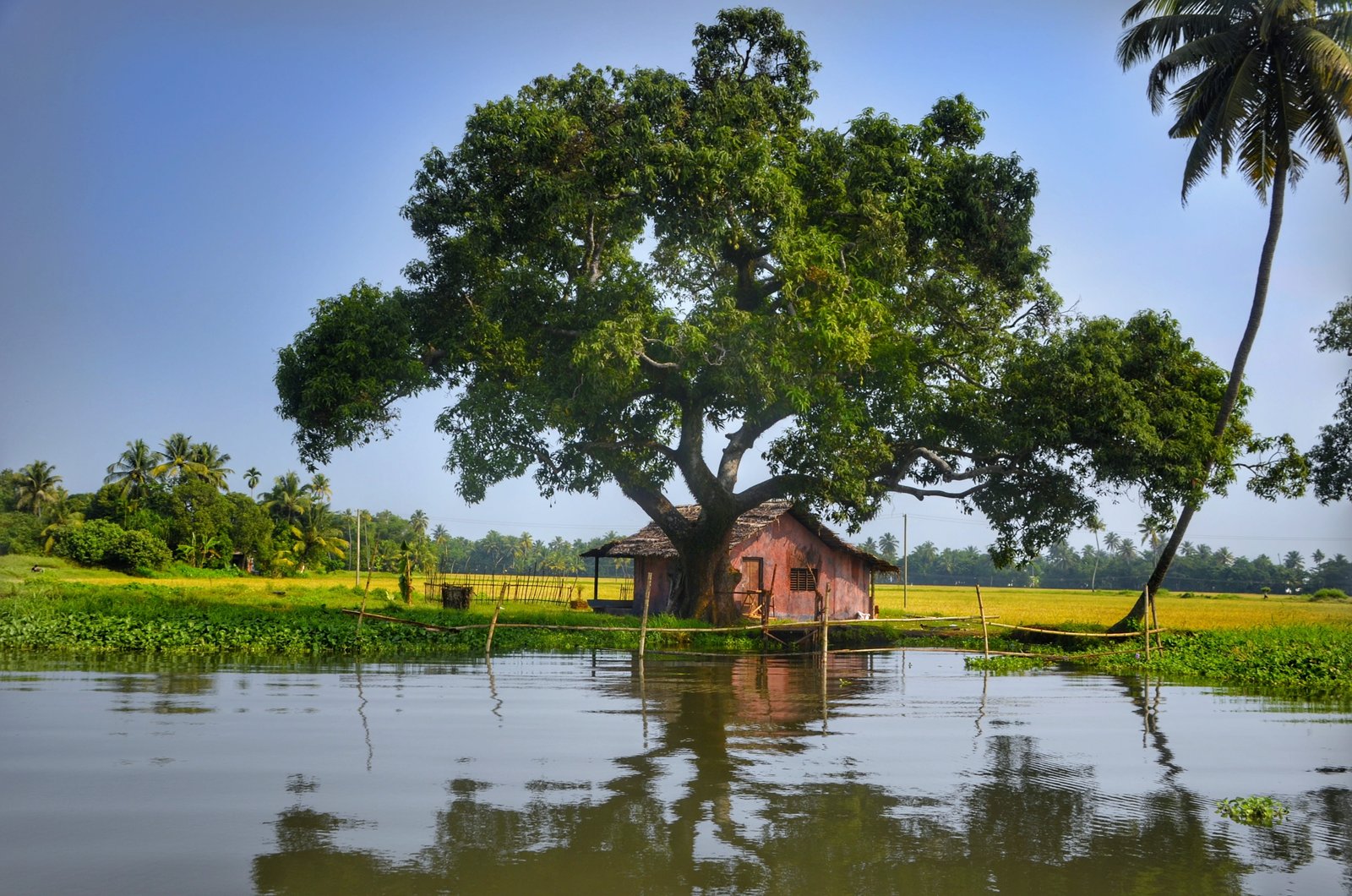 brown wooden house beside green leafed tree near body of water during daytime 2k 4k 5k