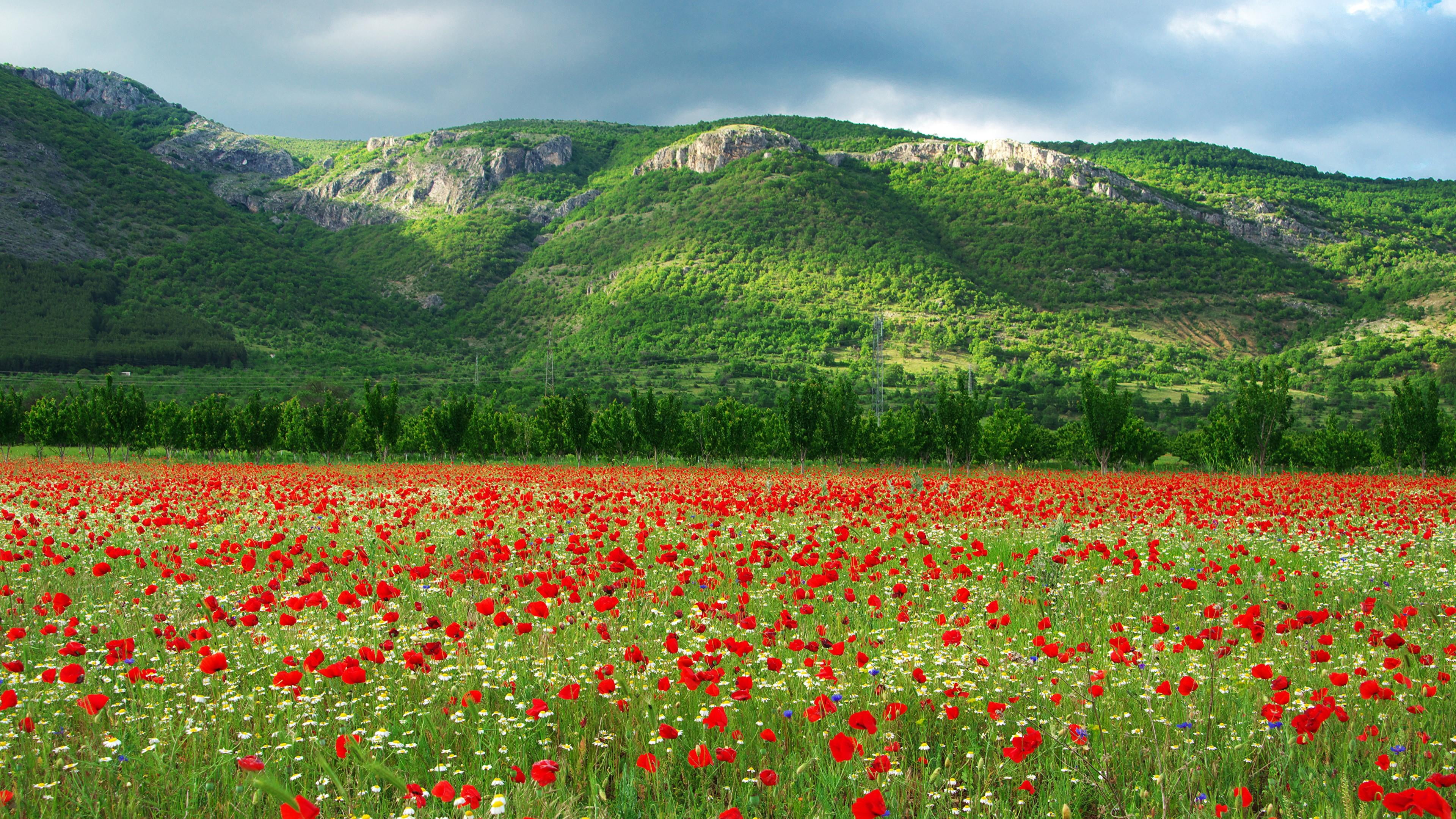 bulgaria scenery poppy field camomiles poppies stunning 2k 4k