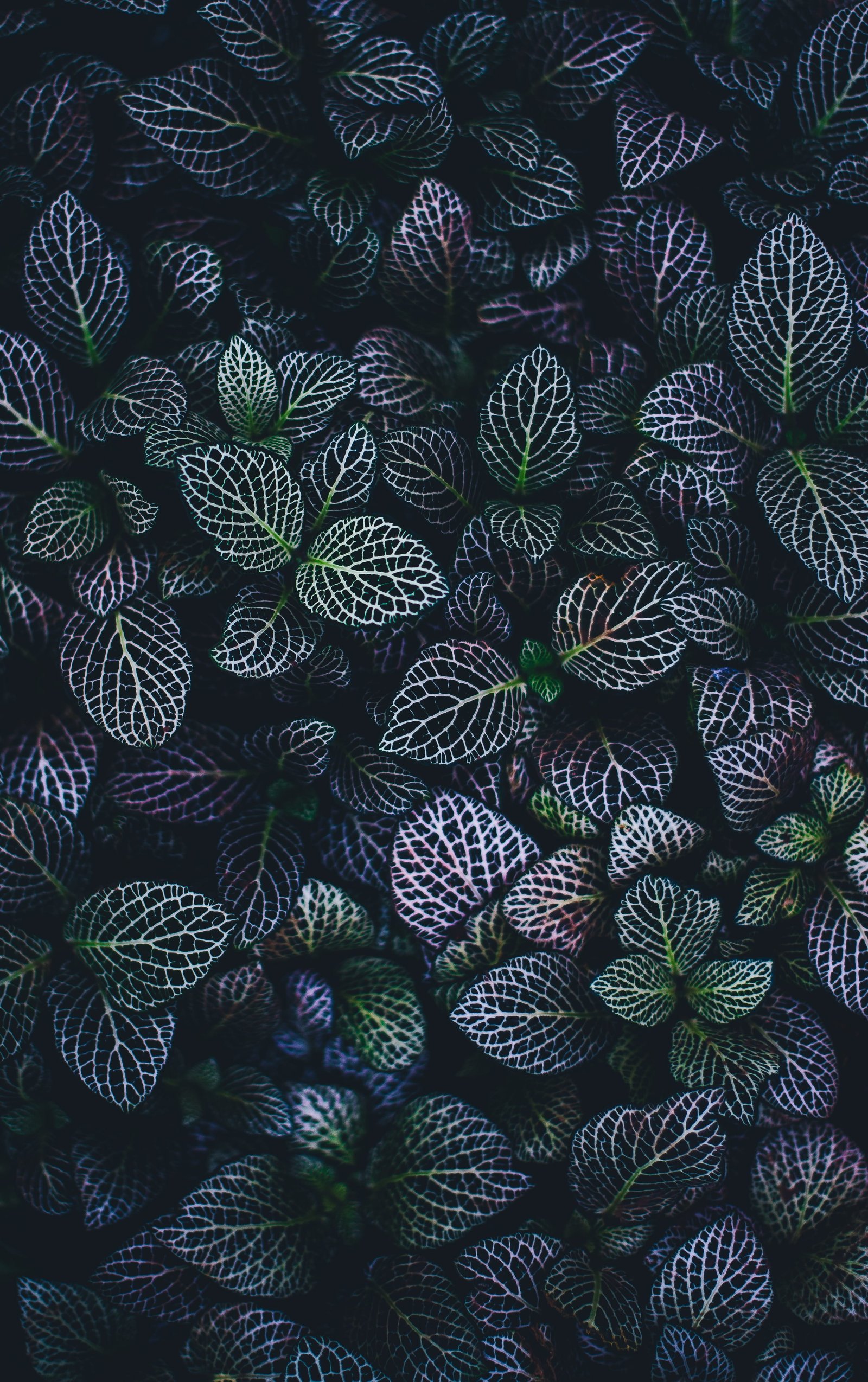 close up photo of purple and green leafed plants nature pattern 2k
