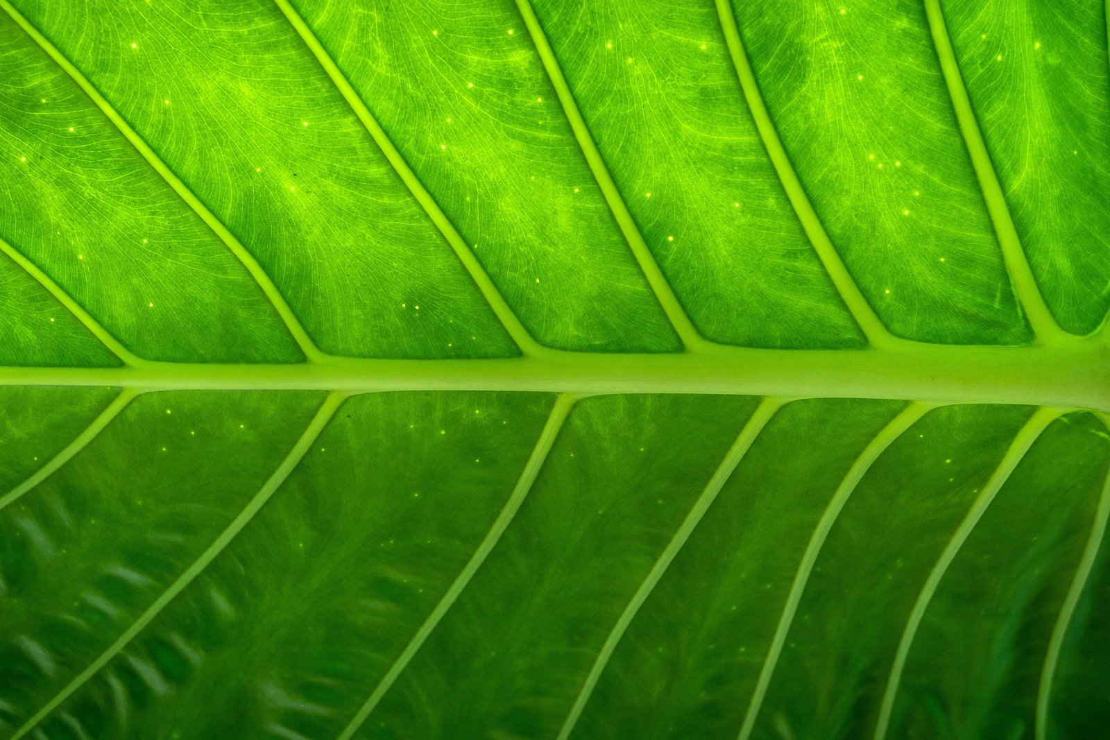 Closeup shot of a tree leaf texture nature abstract natural 2k 4k 5k