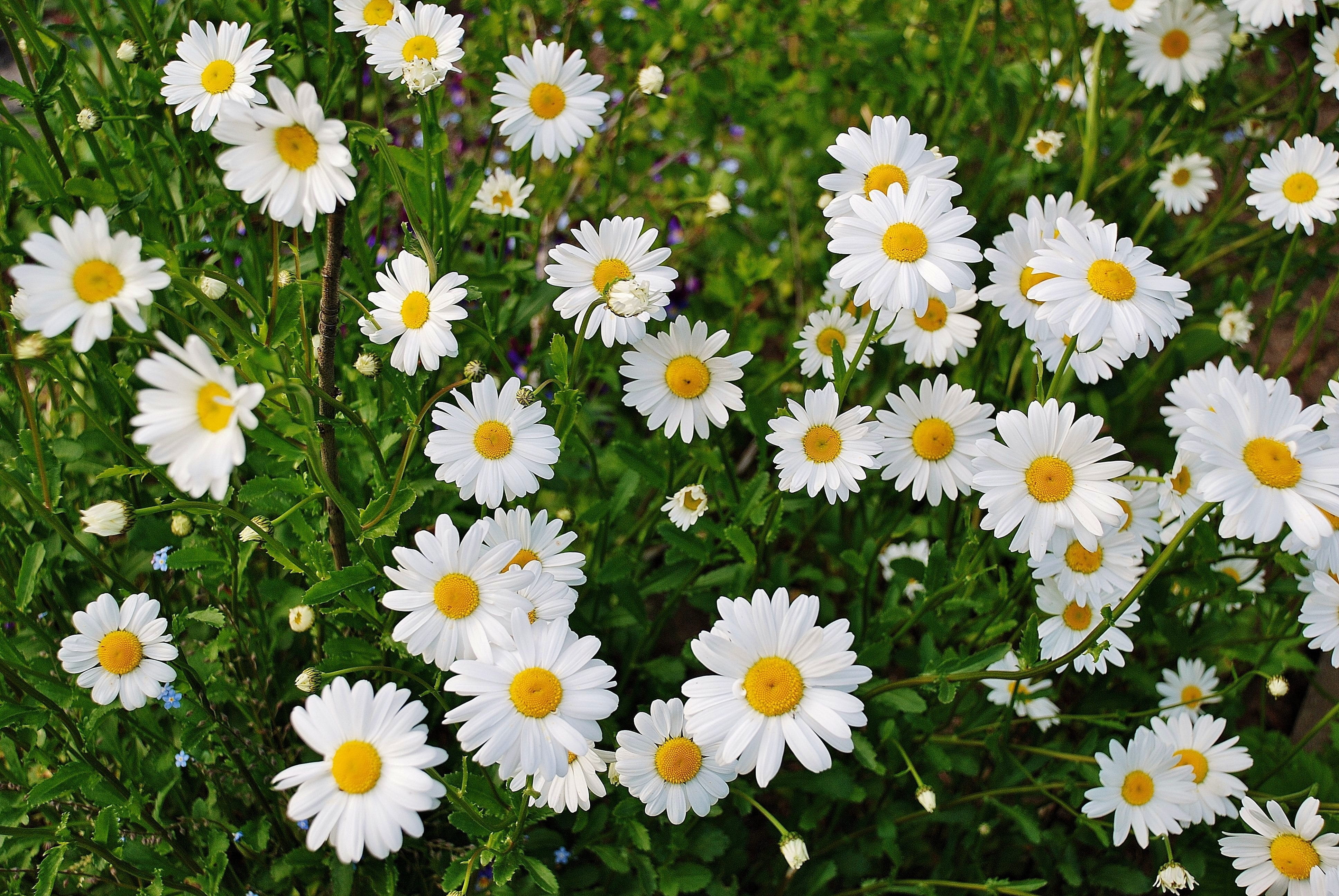 Daisy Flower Spring Plant marguerite bloom blossom colorful 2k 4k