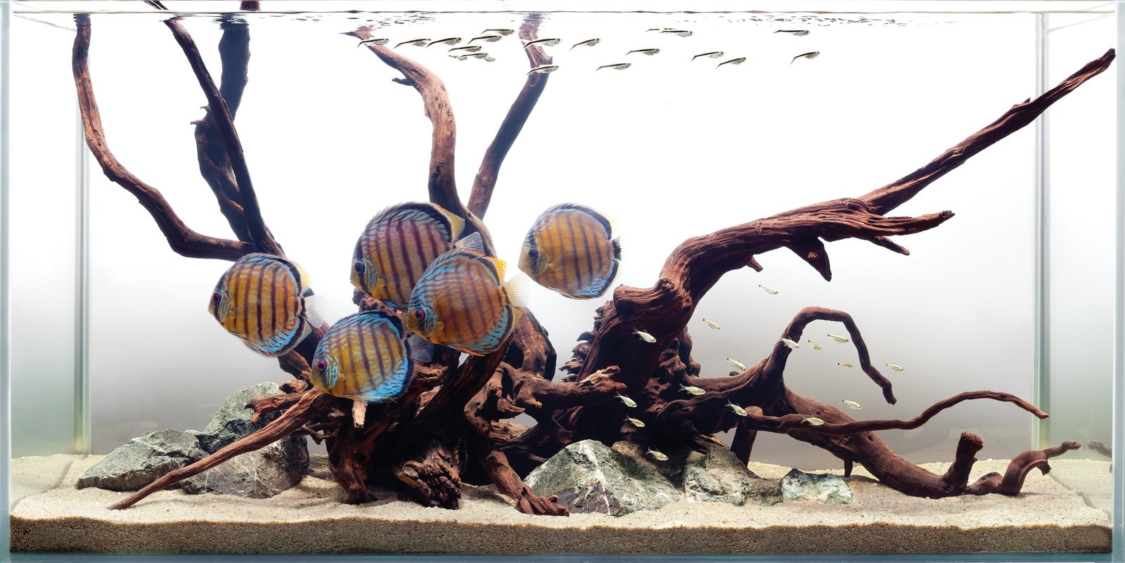 discus fish tropical HD Water 2k 4k 5k