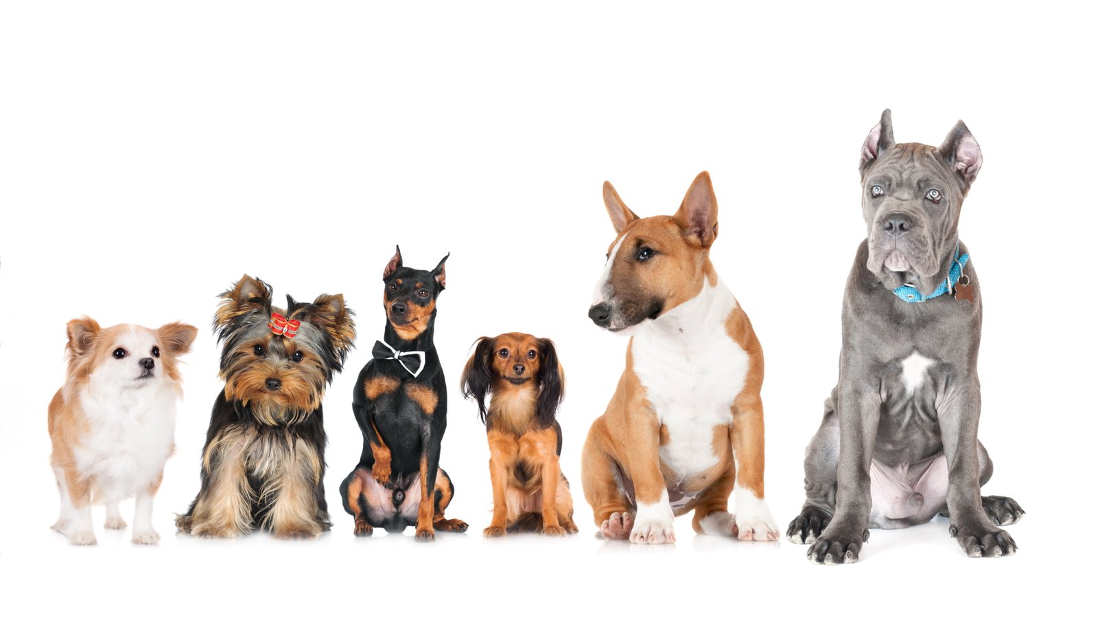 dog breed dogs breeds uhd 2k 4k 5k 8k