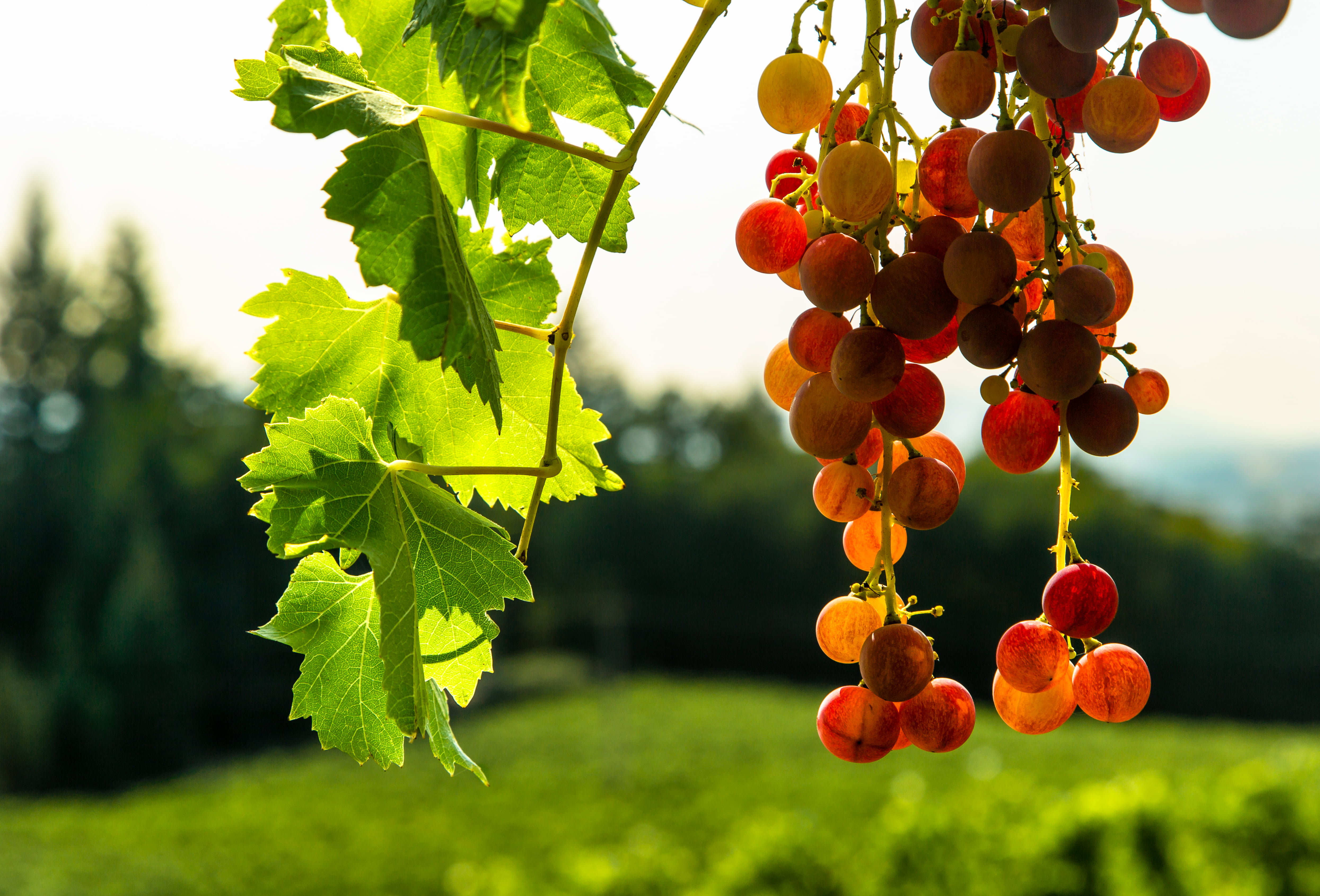 grape fruit tree afternoon vineyard Oregon Willamette Valley 2k 4k 5k