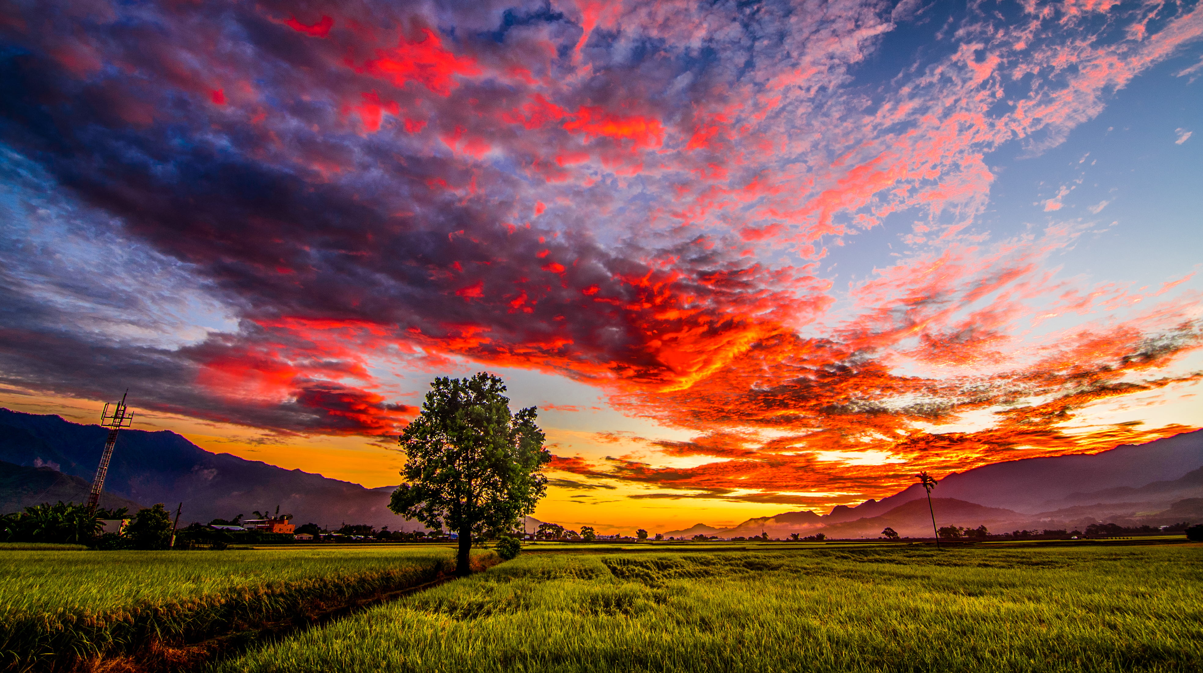 green grass field during golden hour Taiwan Tokina Tree Taitung 2k 4k