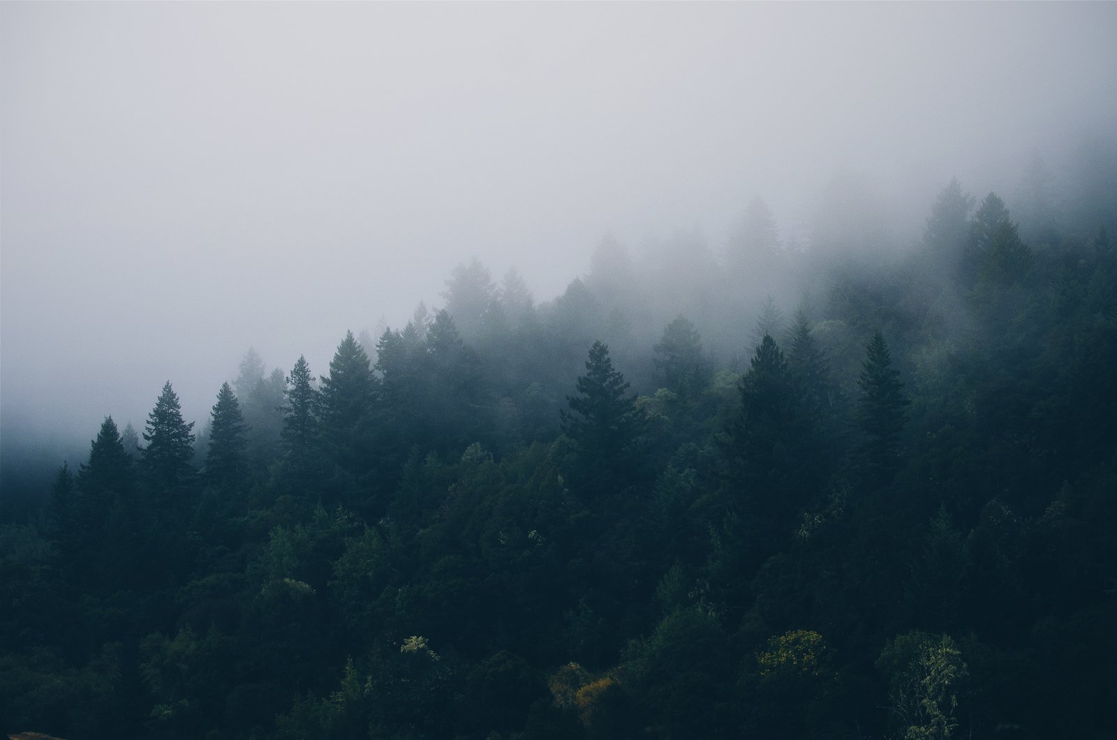 green leaf trees under foggy weather forest forrest mist woods 2k 4k 5k