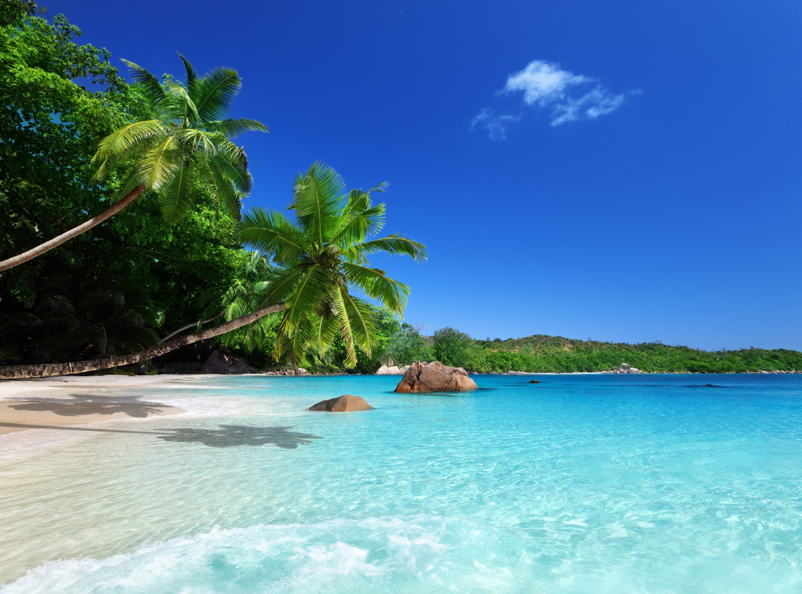 green palm trees sand sea beach the sky sun tropics 2k 4k