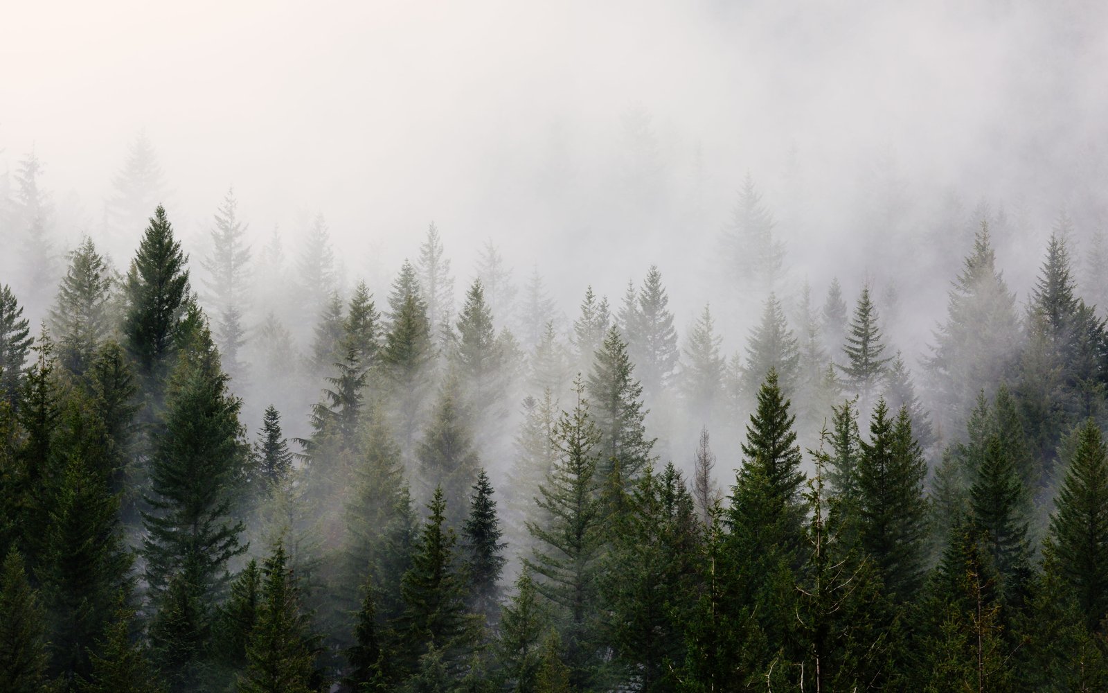 green pine trees with fog white smoke during day time 2k 4k 5k