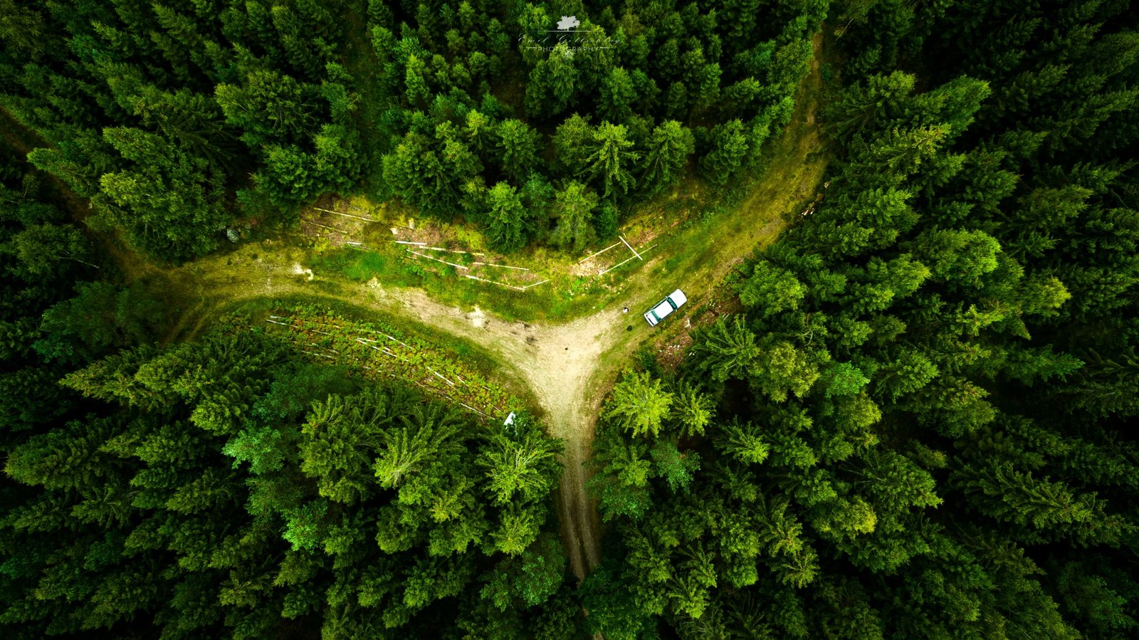 green pine trees drone landscape nature aerial view forest 2k 4k