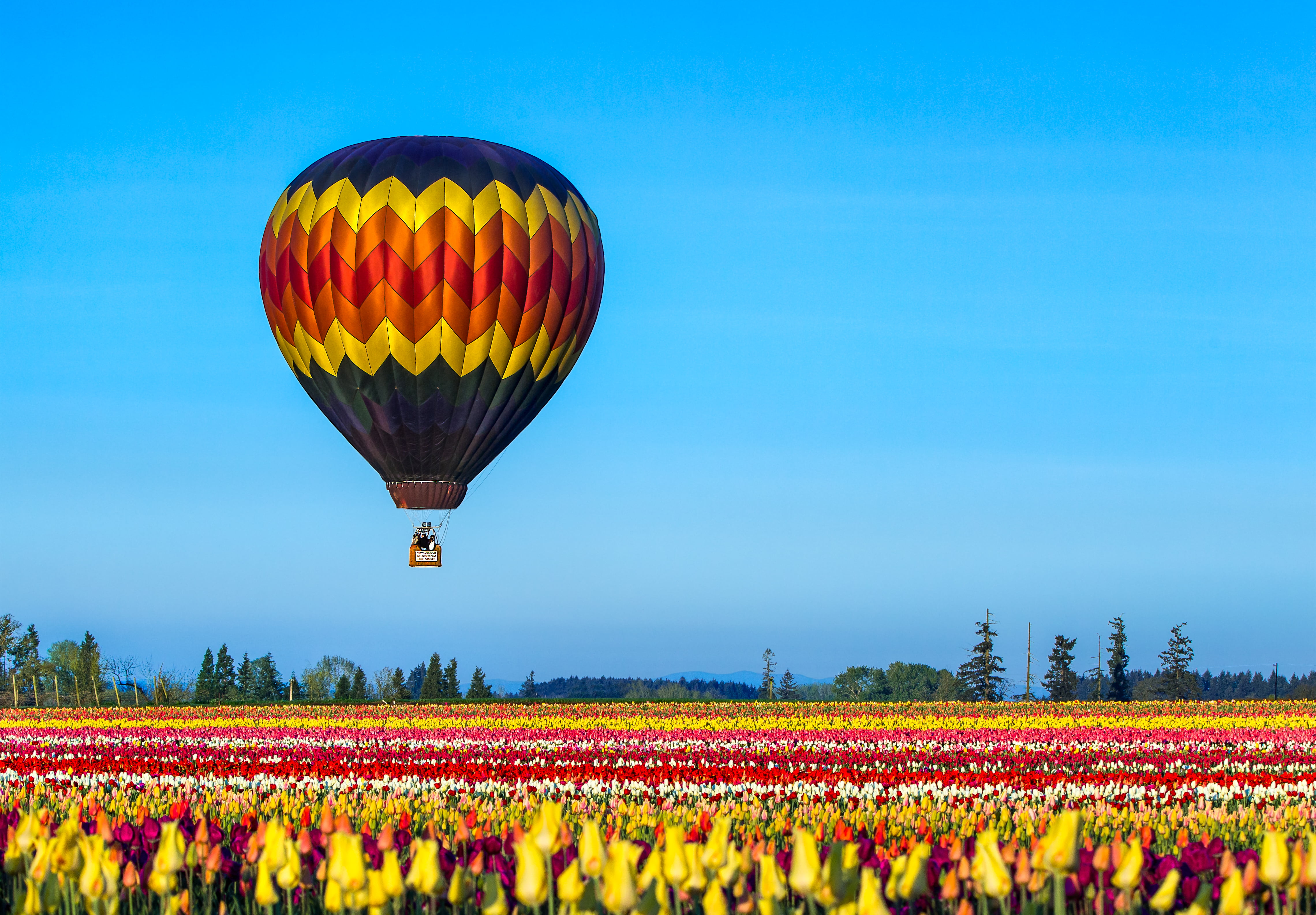 hot air balloon flying under blue skies and above Tulip field 2k 4k 5k