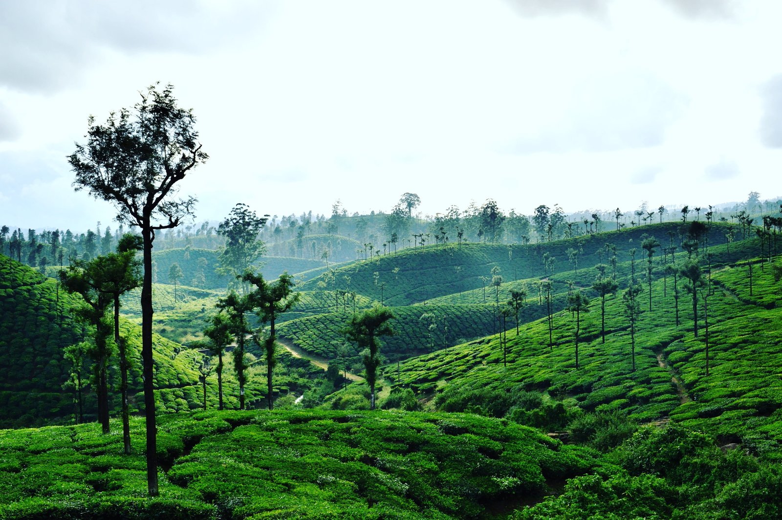 india valparai nature love wallpaper plant tree green color 2k 4k