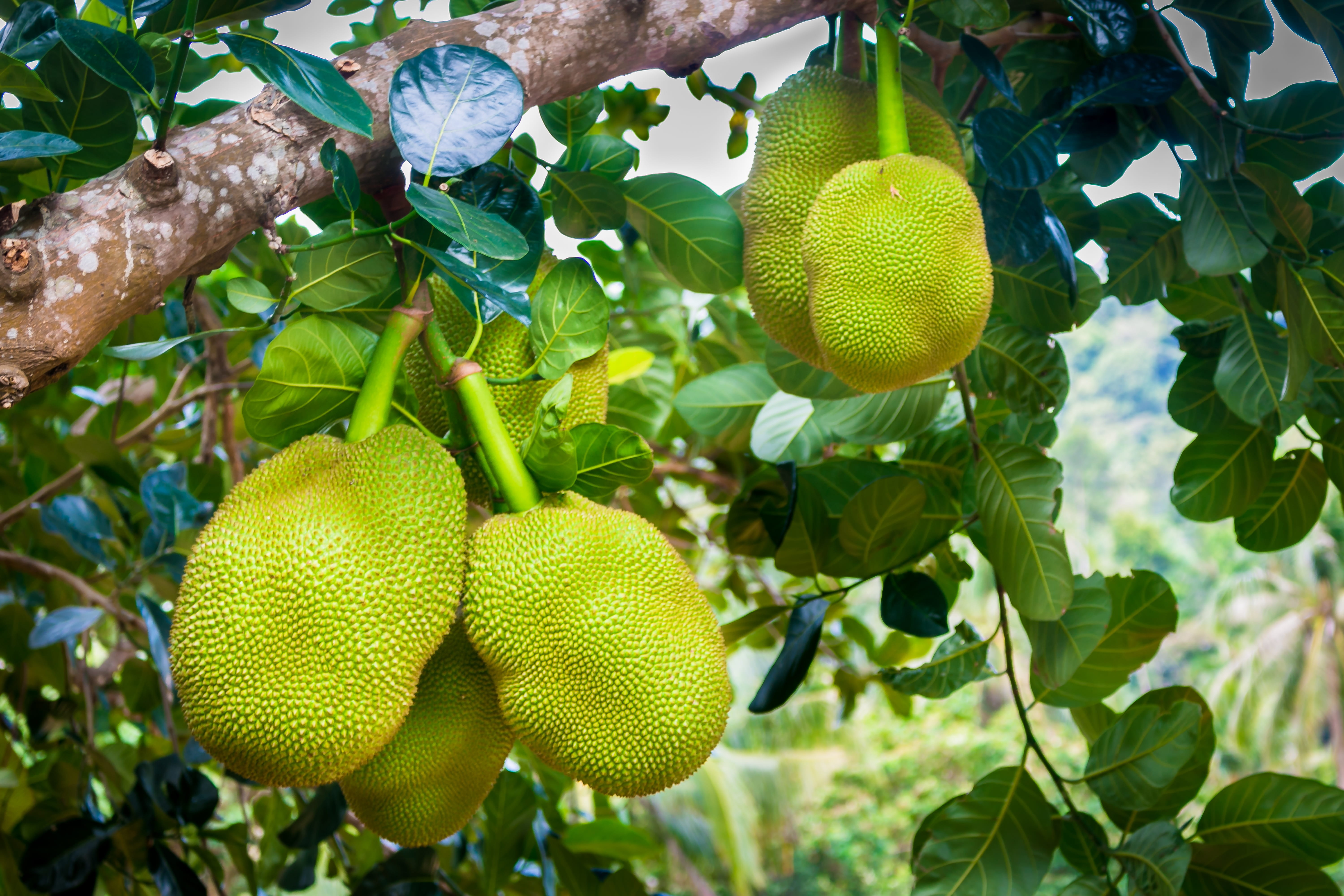 jackfruit green delicious food exotic nature healthy 2k 4k 5k