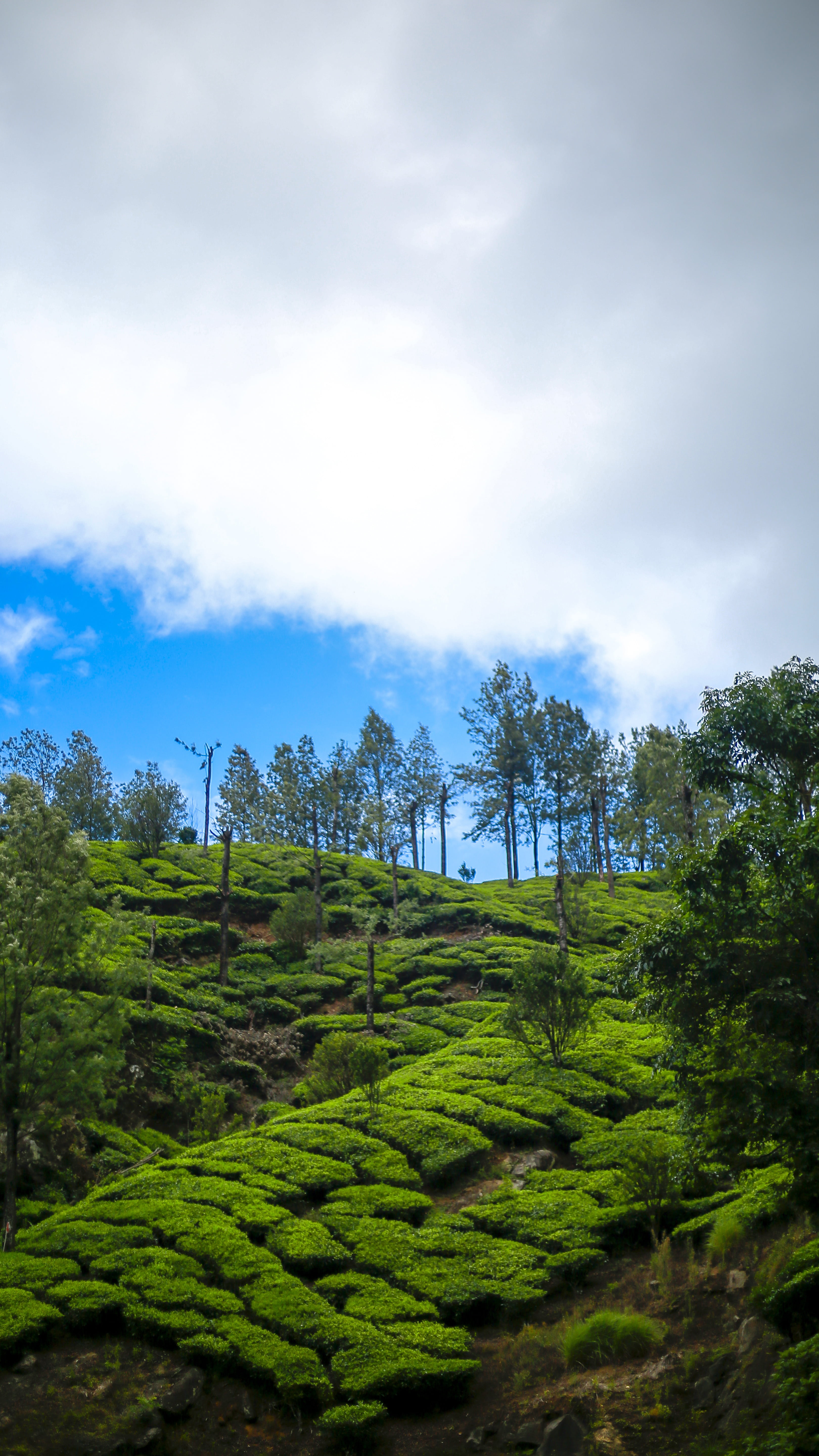 kerala nature green landscape munnar scenery mountain 2k