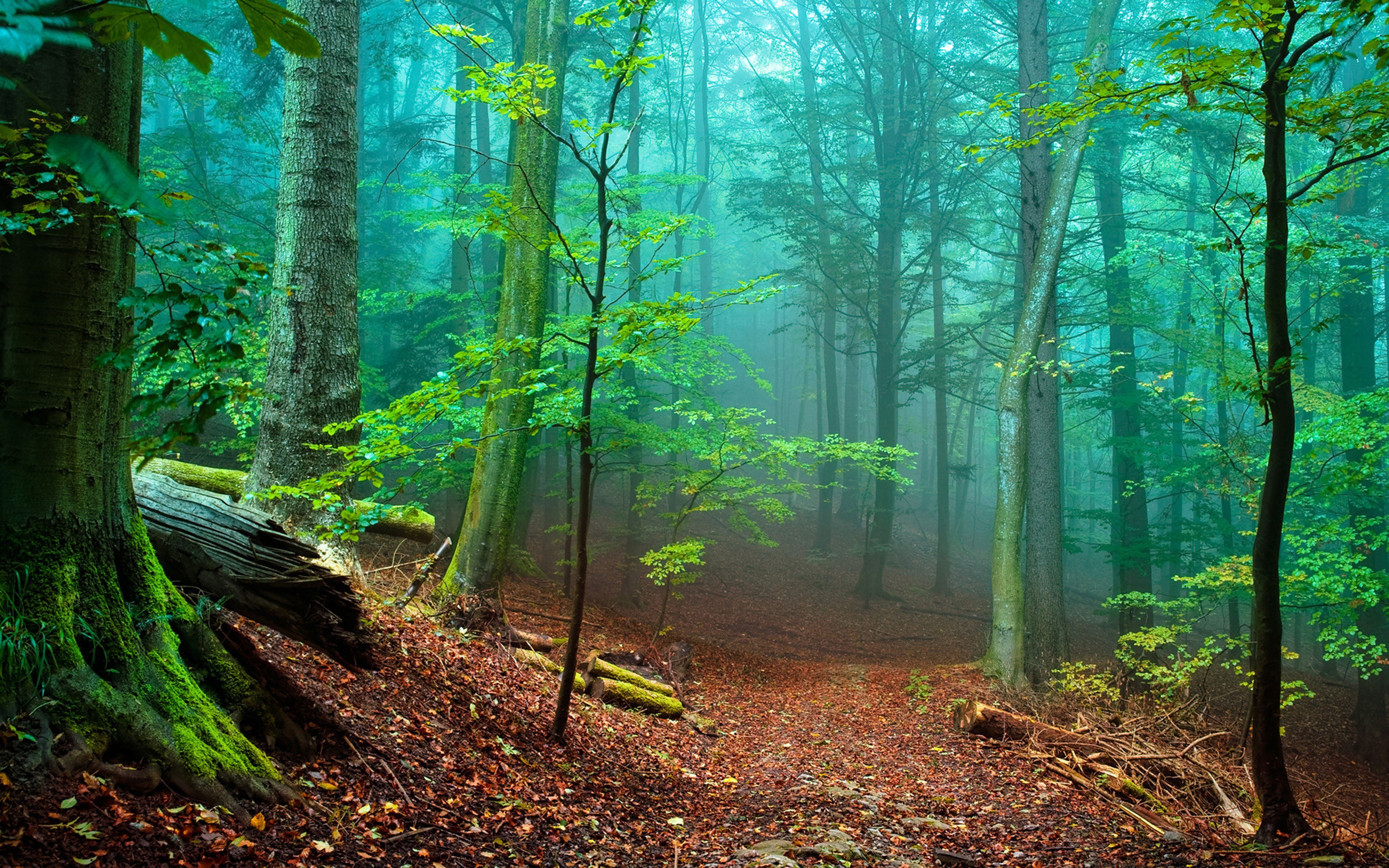 Nature Forest With Tall Trees And Green Moss Fallen Leaves Red Mist Download Hd Wallpaper 2k 4k