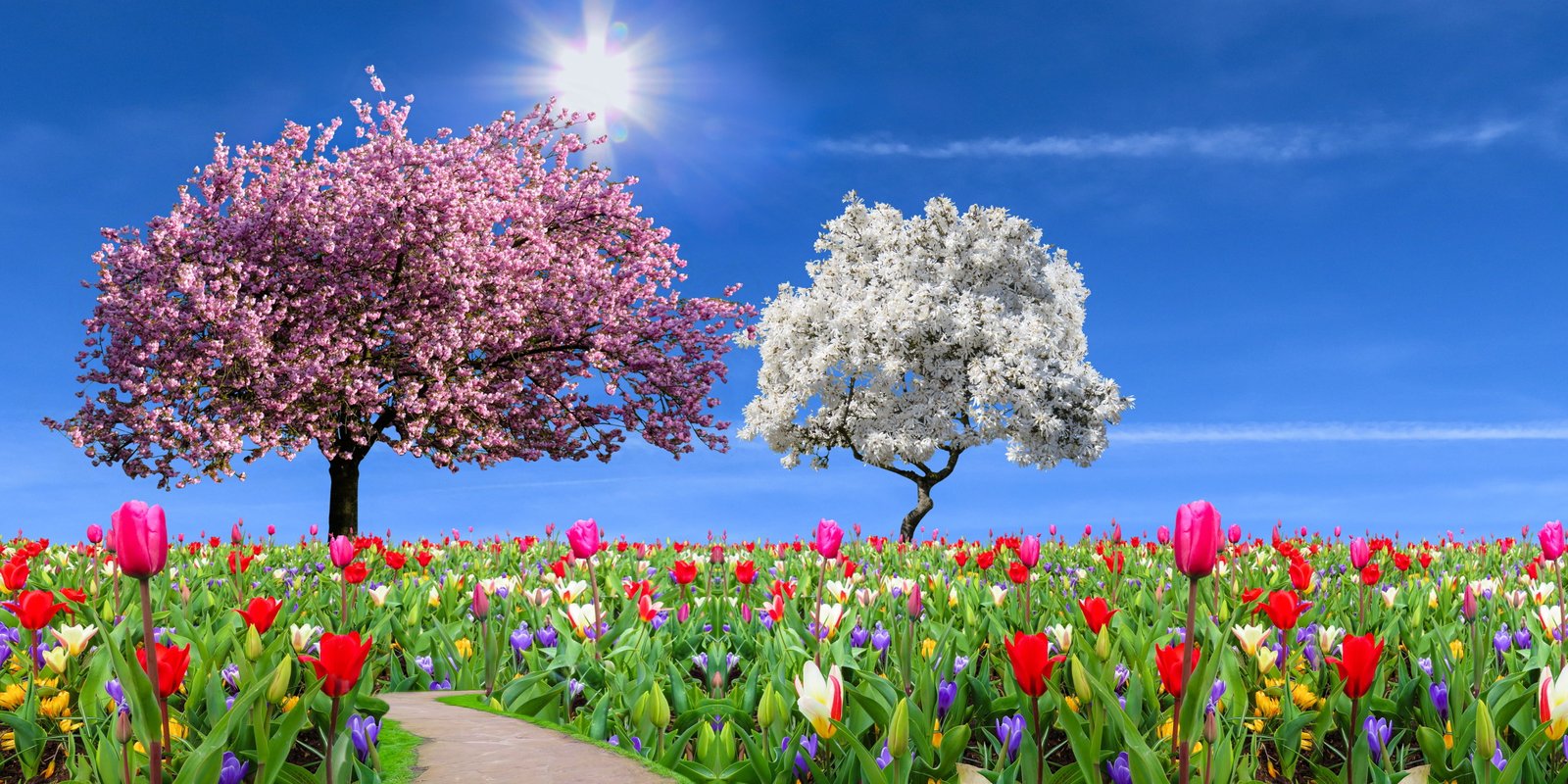 nature landscape garden spring season flowers tulips 2k 4k 5k