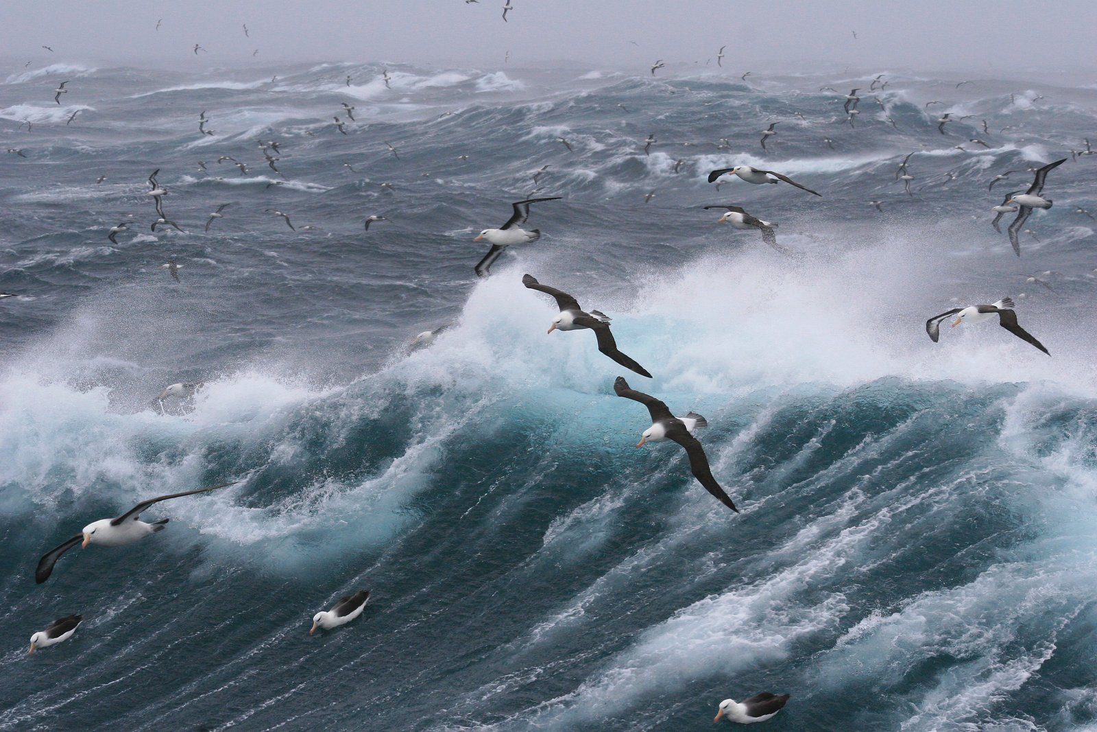 ocean waves bird water sea windy storm bad weather temporal 2k 4k