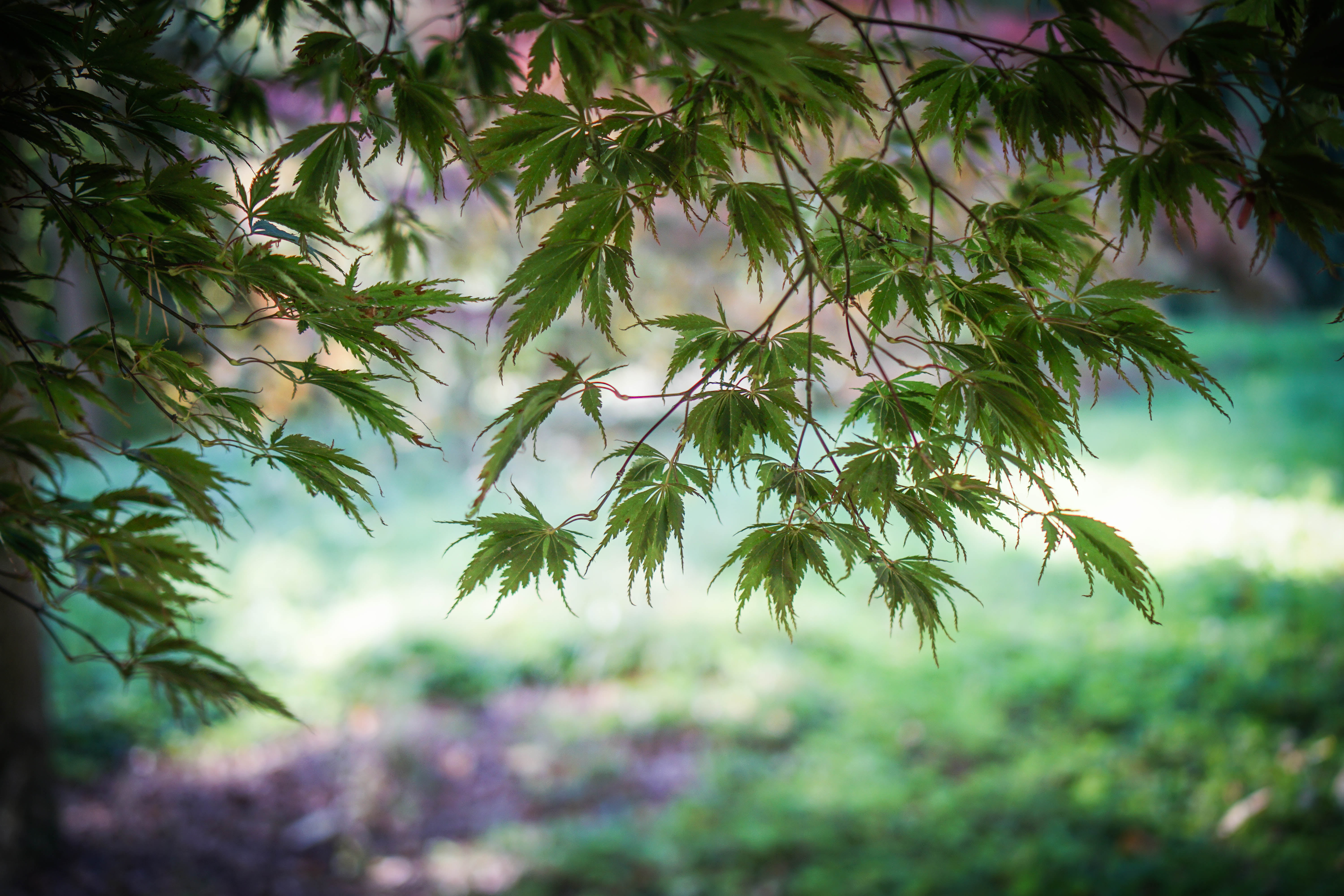 photo of green leaf tree Batsford Arboretum Acer nature forest 2k 4k 5k