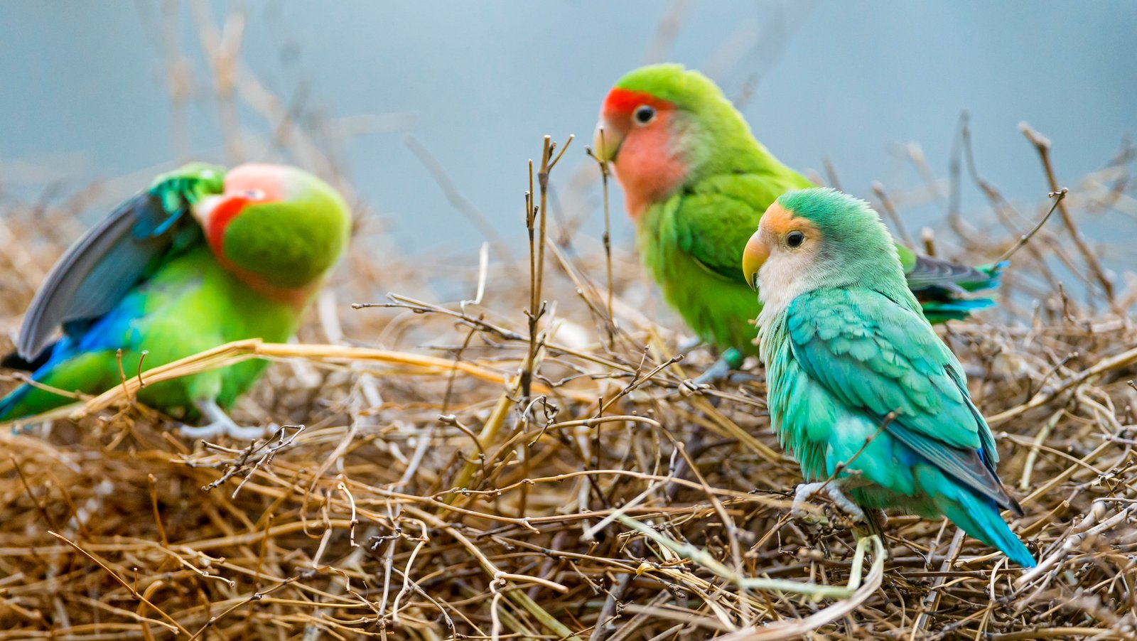 photography of a three assorted birds in brown grass nest colorful 2k 4k 5k