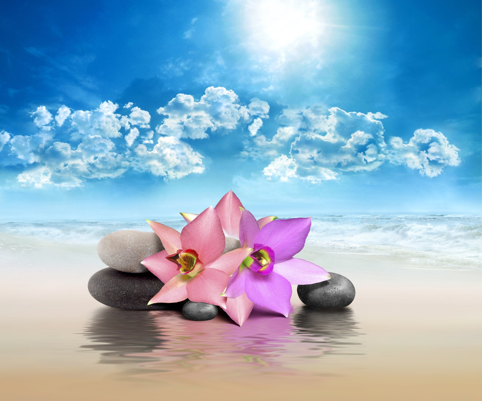 pink and purple flowers sea the sky nature stones Spa rocks 2k 4k 5k