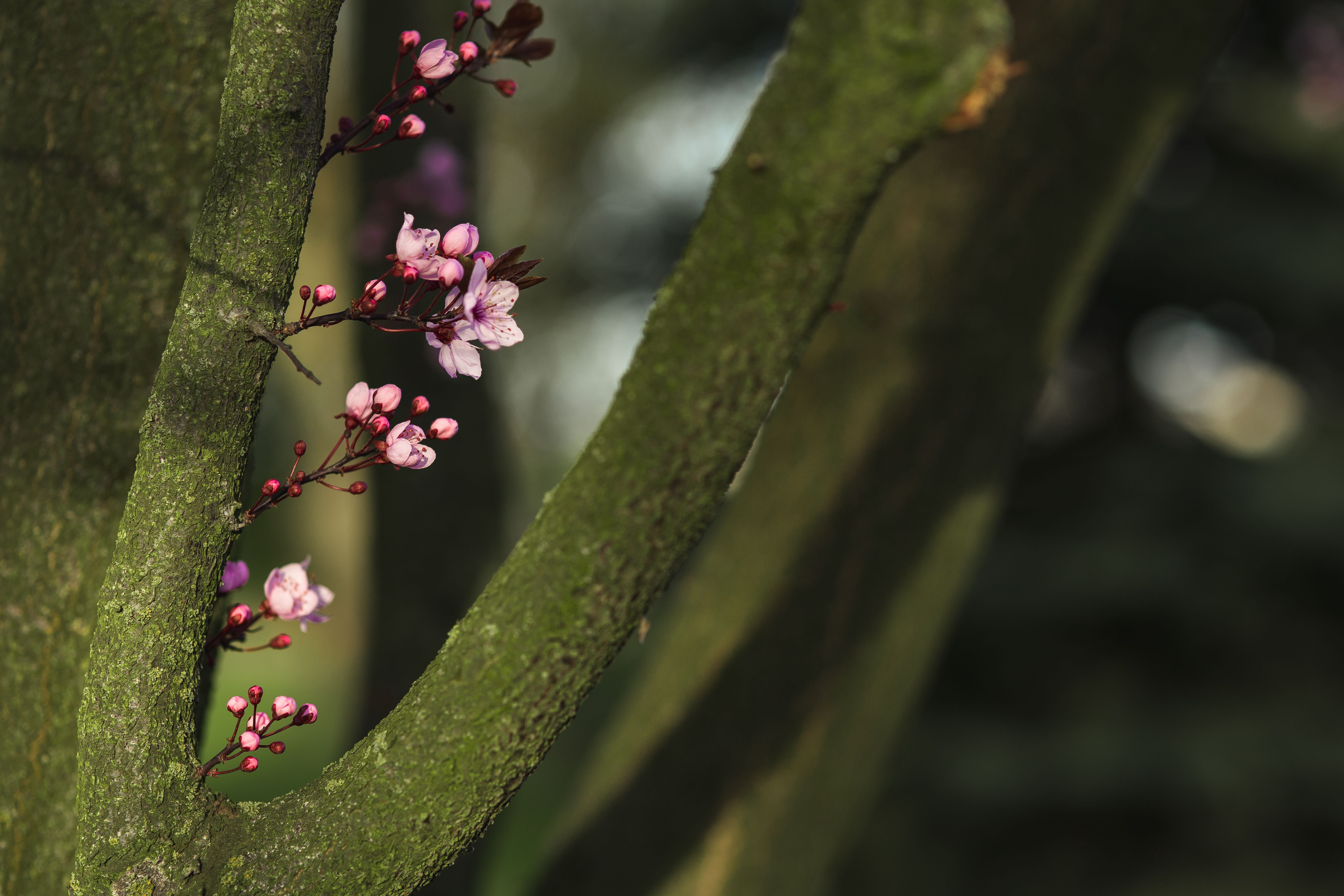 Pink spring flowers flora blue sky blooming blossom twig 2k 4k 5k