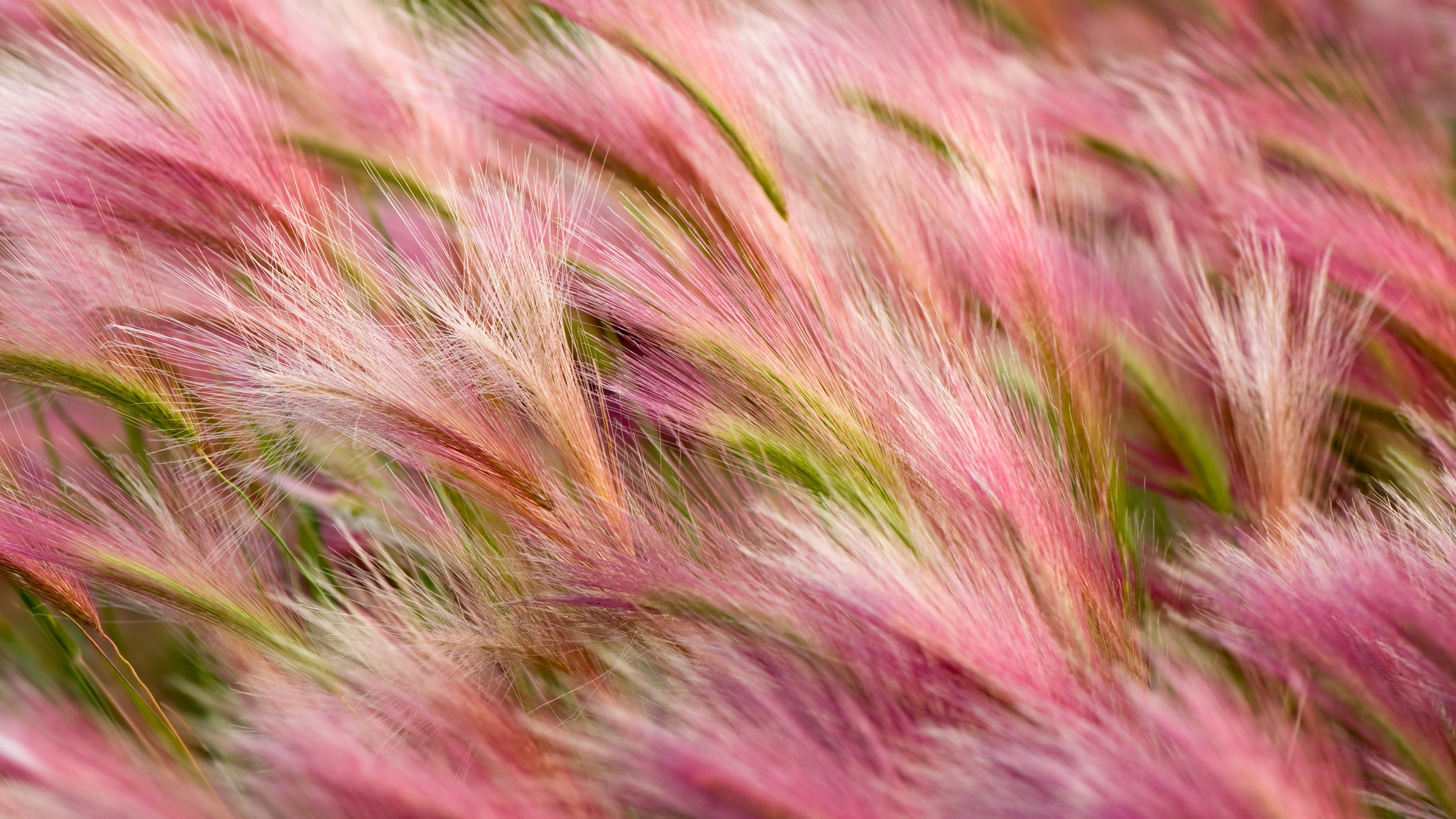 pink and green wheats ears wallpaper wind OSX 2k 4k 5k