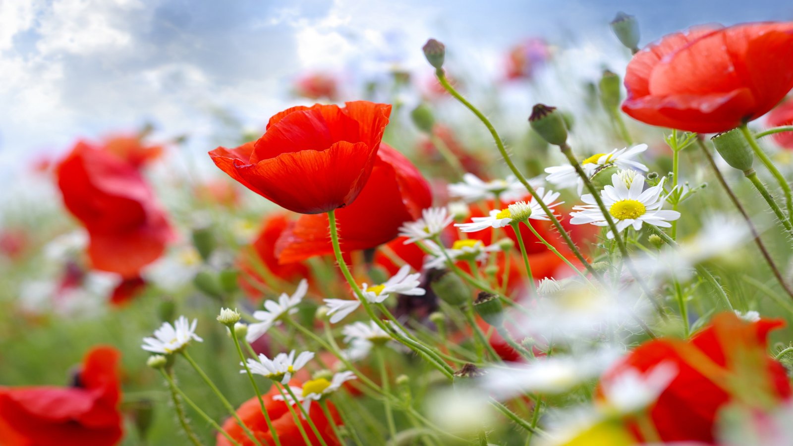 Poppy wallpaper meadows wildflowers 2k 4k 5k 8k