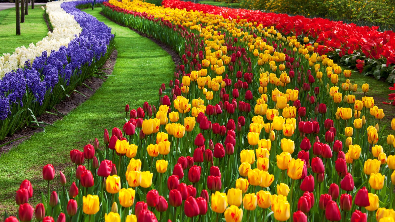 red and yellow flowers painting Beautiful Bloom Blossoms color 2k 4k 5k