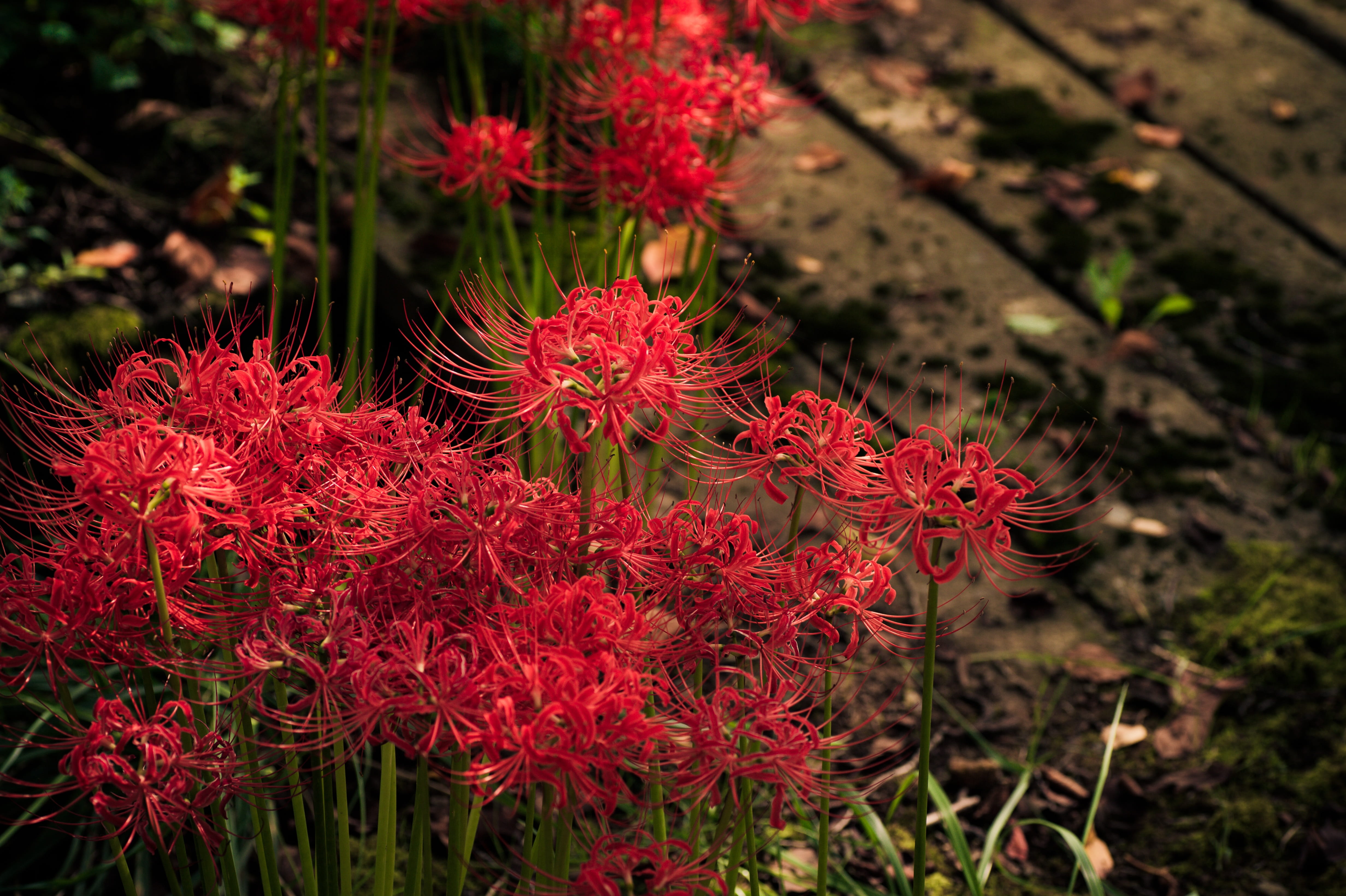 red petaled flowers in bloom plant japan k spider lily amaryllis 2k 4k 5k