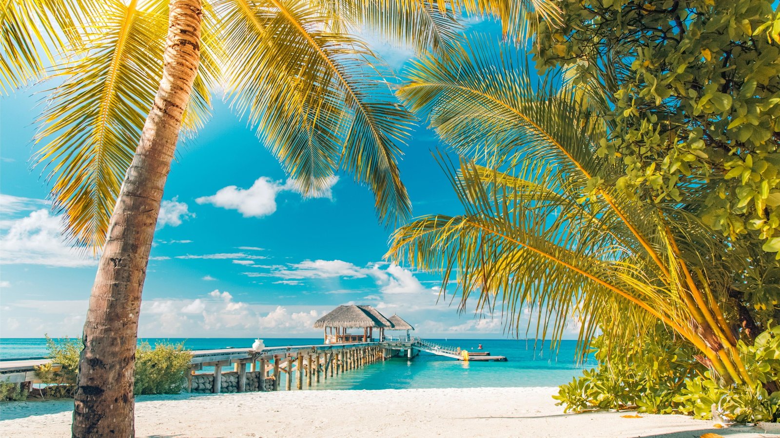 sea sunny day sunshine summertime beach palm tourism 2k 4k