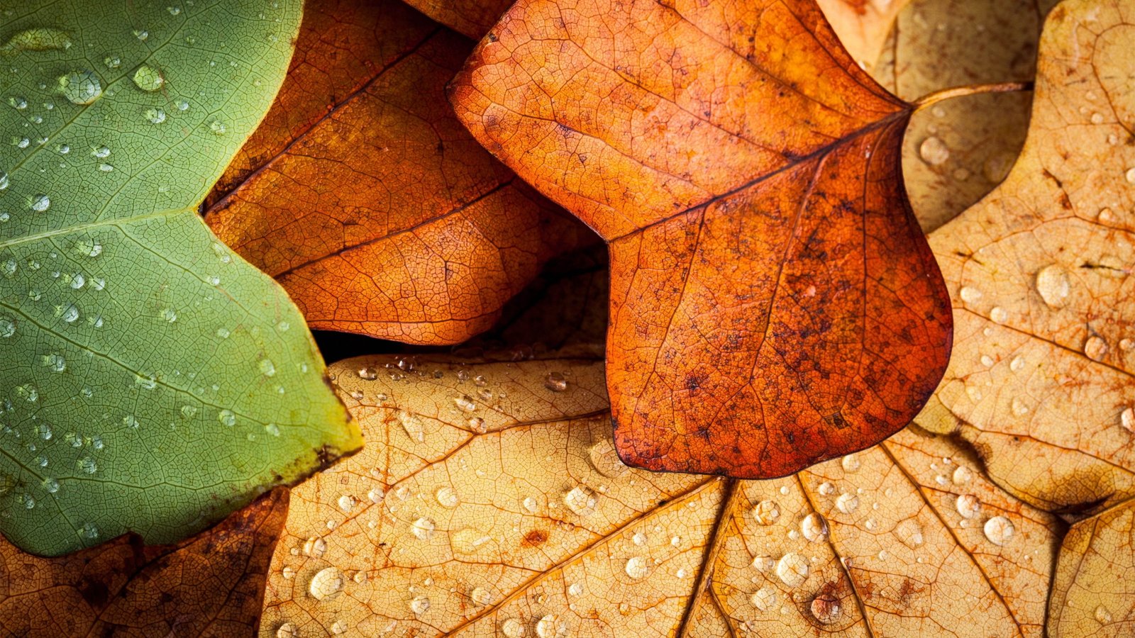 several withered leaves green and brown nature closeup 2k 4k