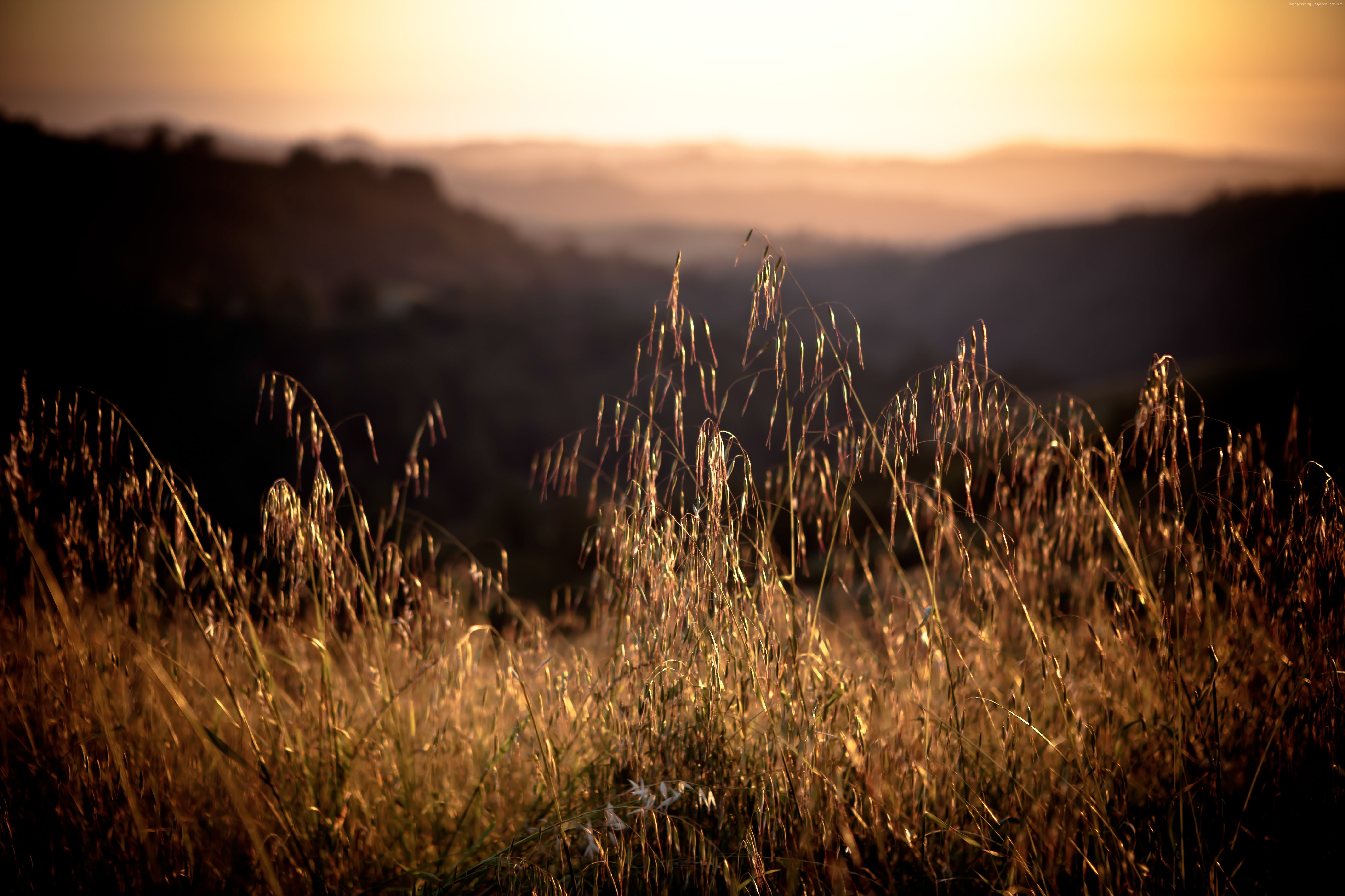 sunset grass California Field sky beauty in nature 2k 4k 5k