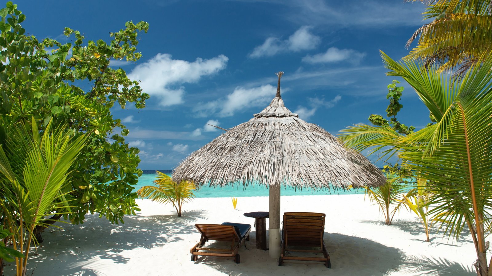 Tropical beach sand palm trees sea vacation summer 2k 4k