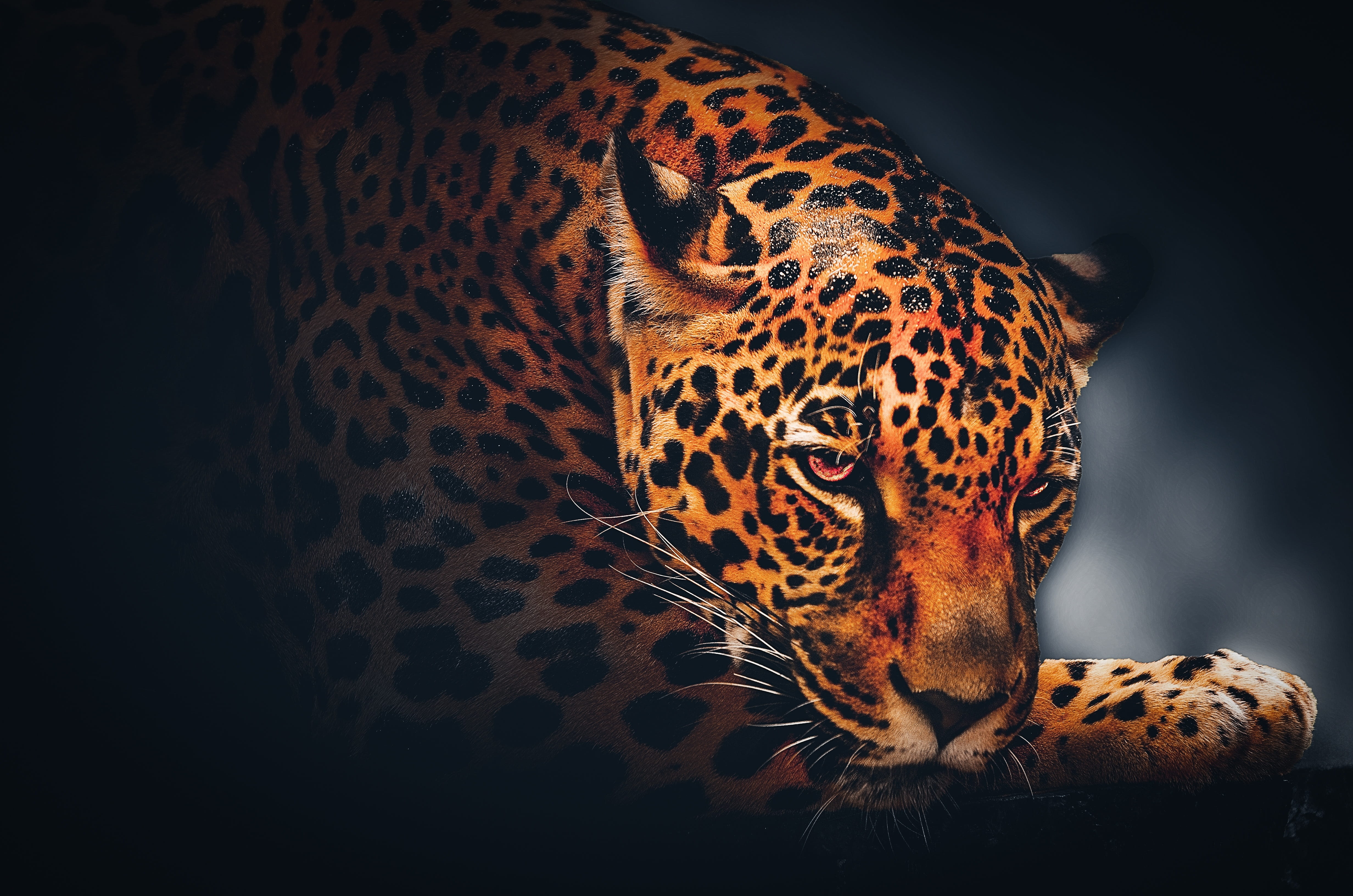 wallpaper background jaguar wildlife animal leopard nature 2k 4k 5k