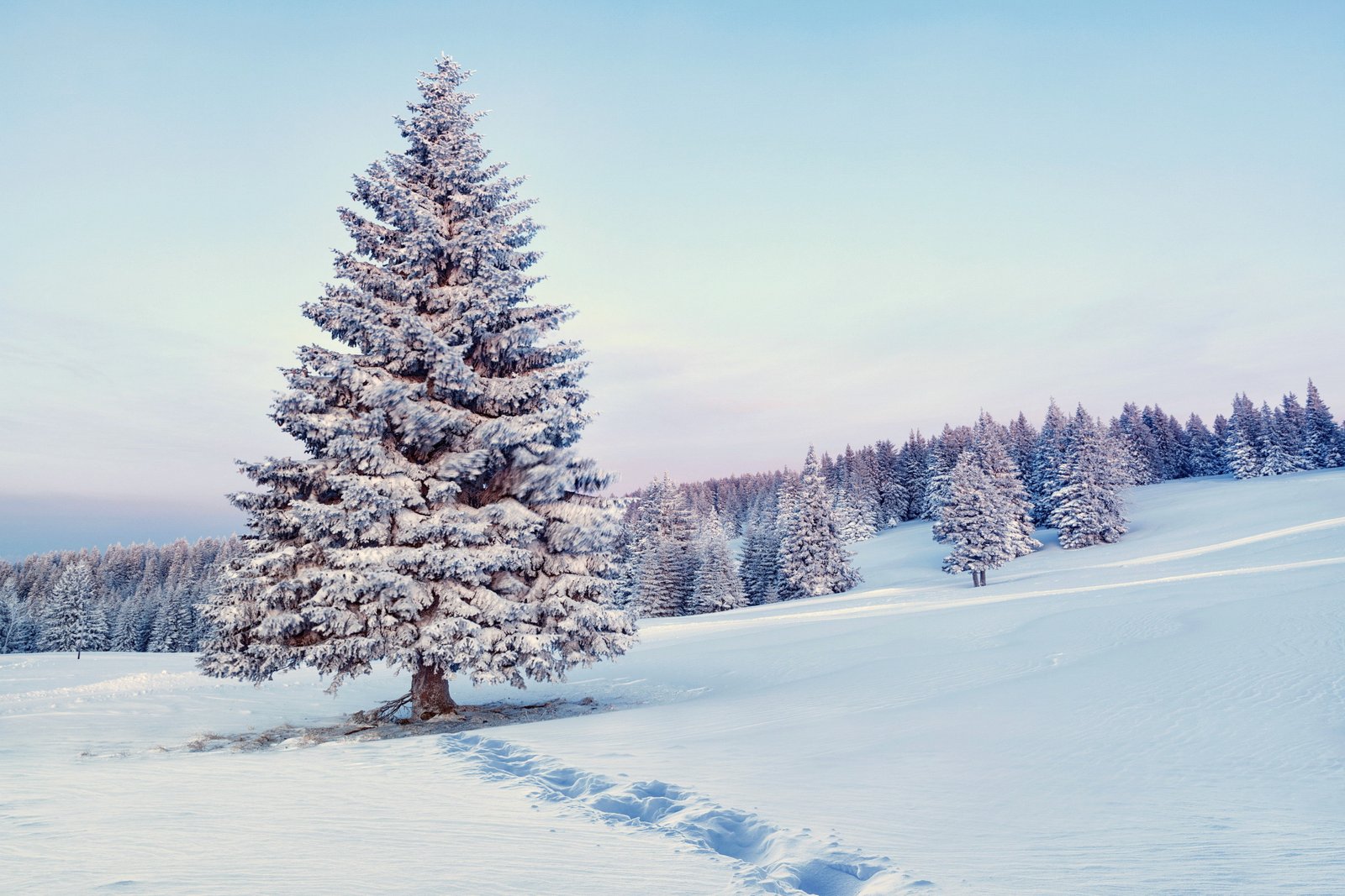 Winter snow nature pine tree covered with forest snowflakes 2k 4k