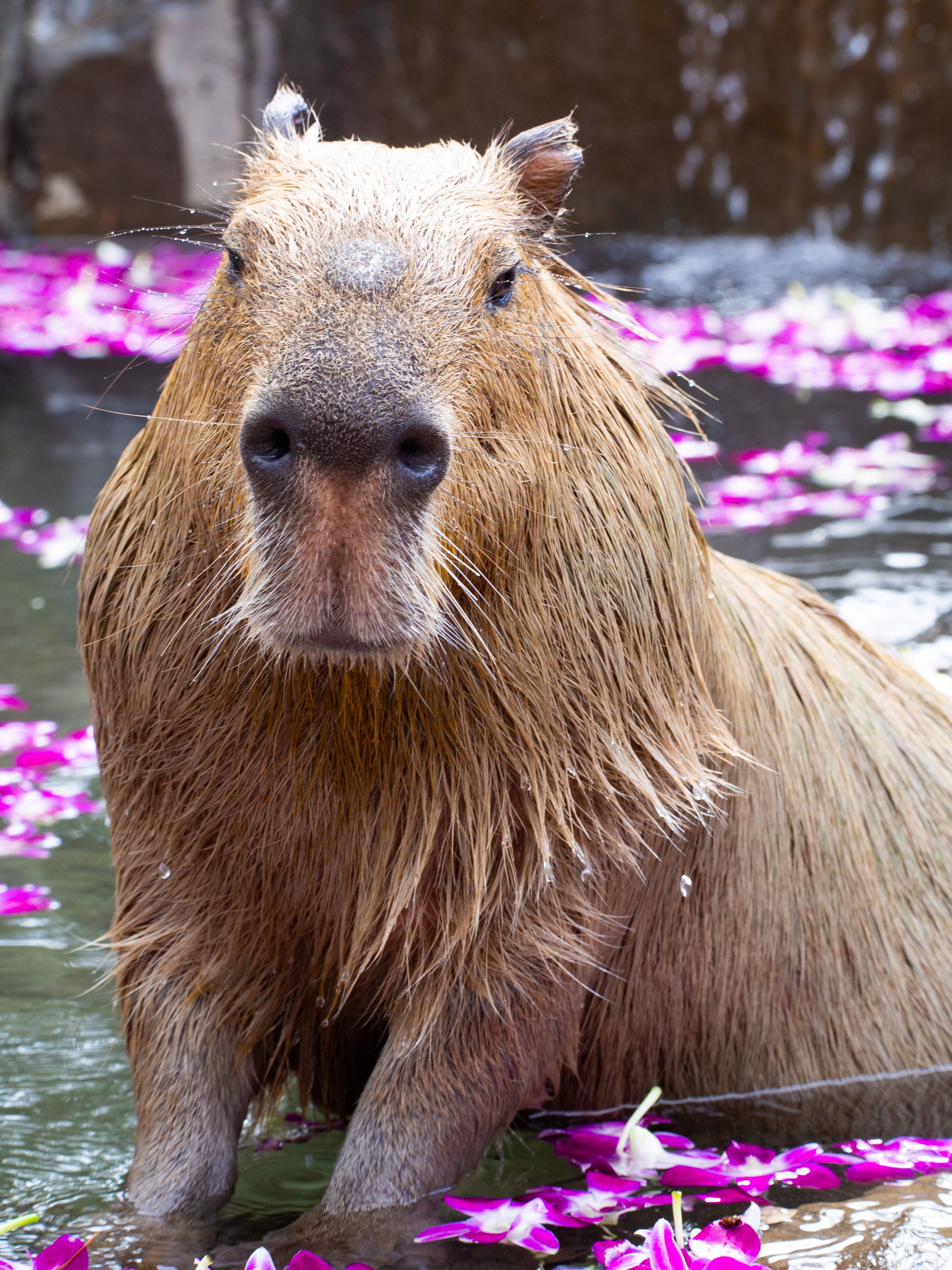 zoo capybara animal mammals my natural cute water the world of animals 2k