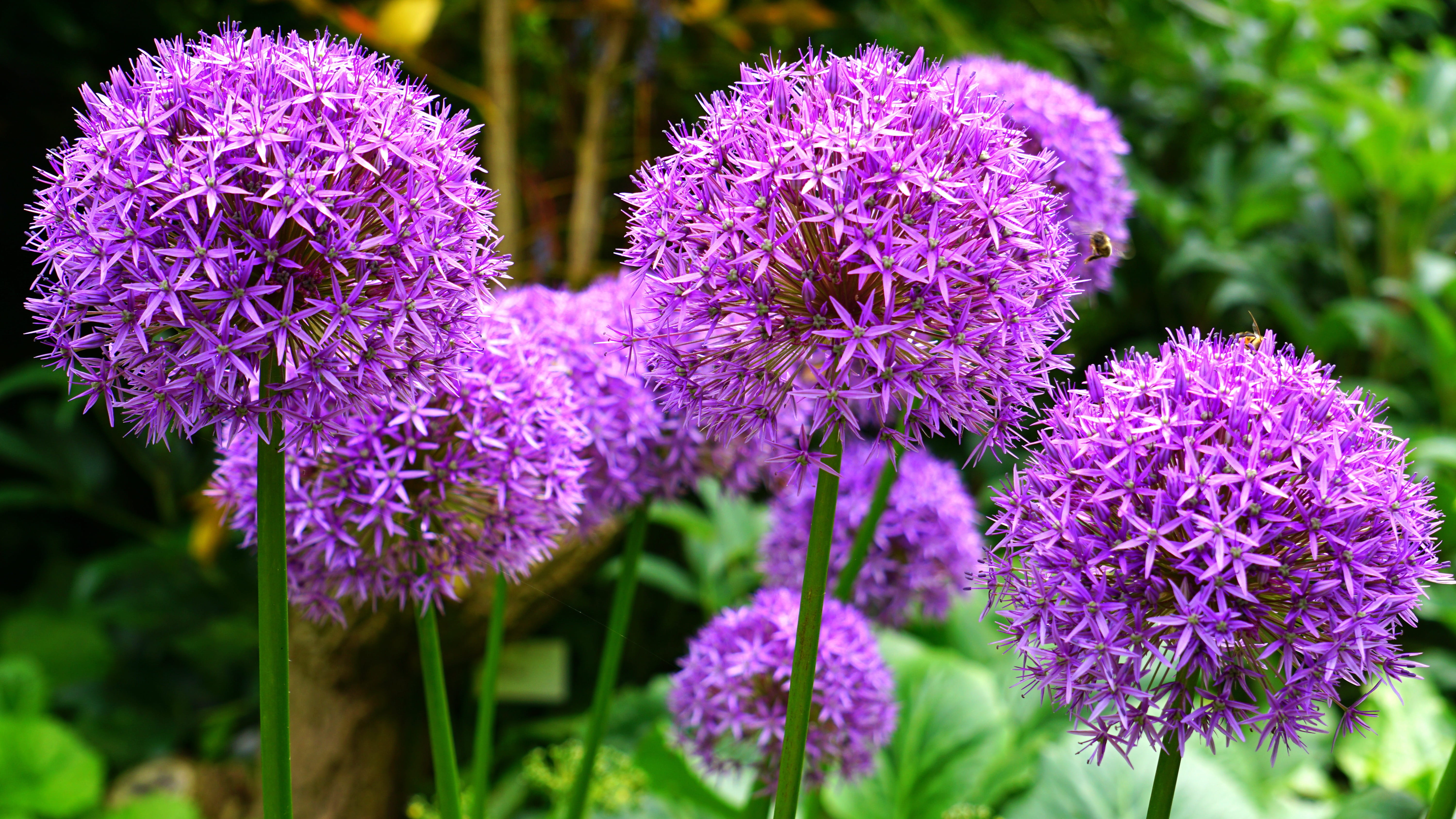 allium flowers near trees Pink Nature pink spring 2k 4k 5k
