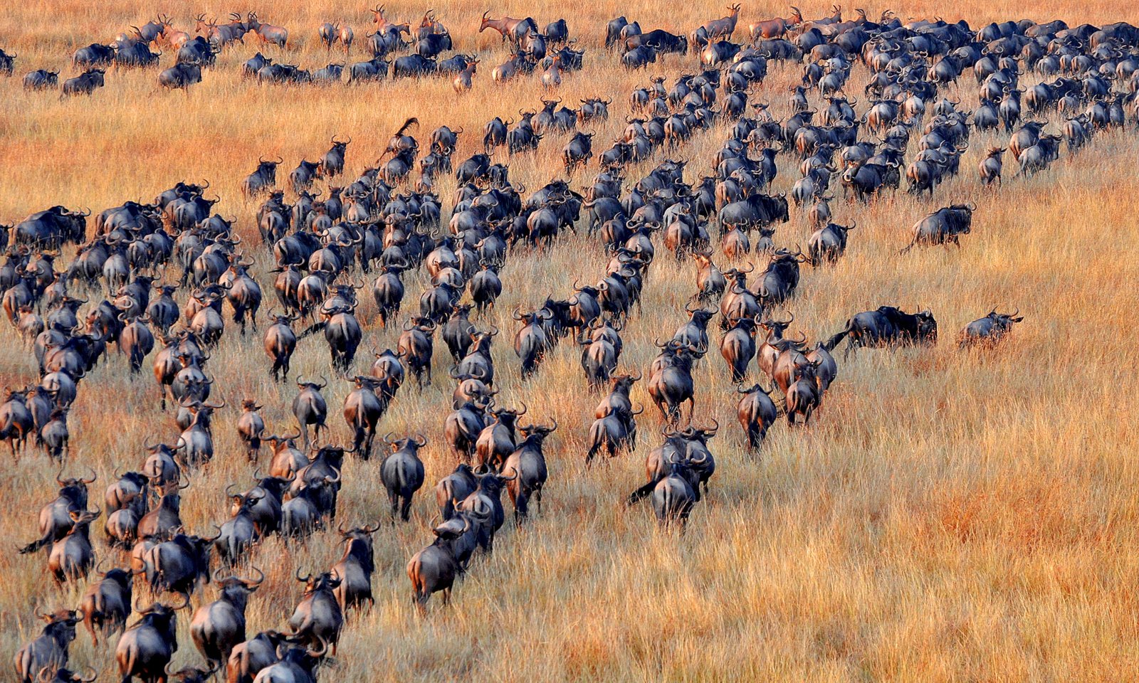 antelopes safari africa animal wildlife nature savannah 2k 4k 5k