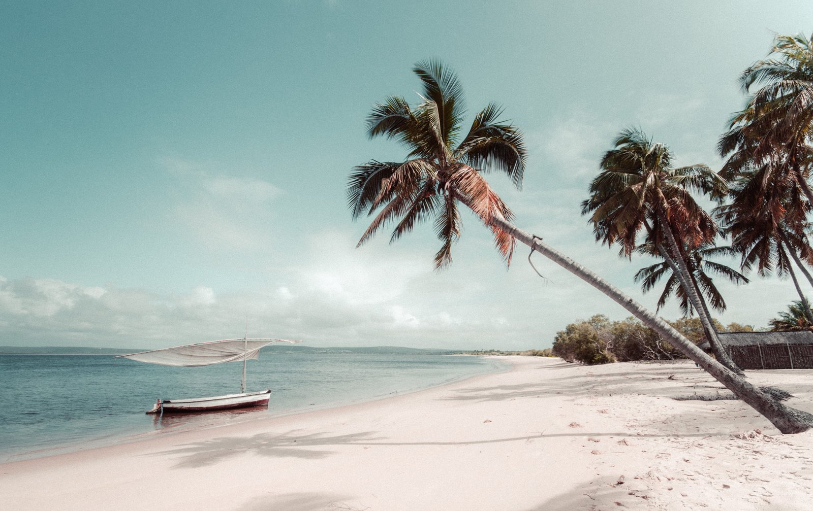 beach beside coconut palm tree summer tropical mozambique 2k 4k 5k