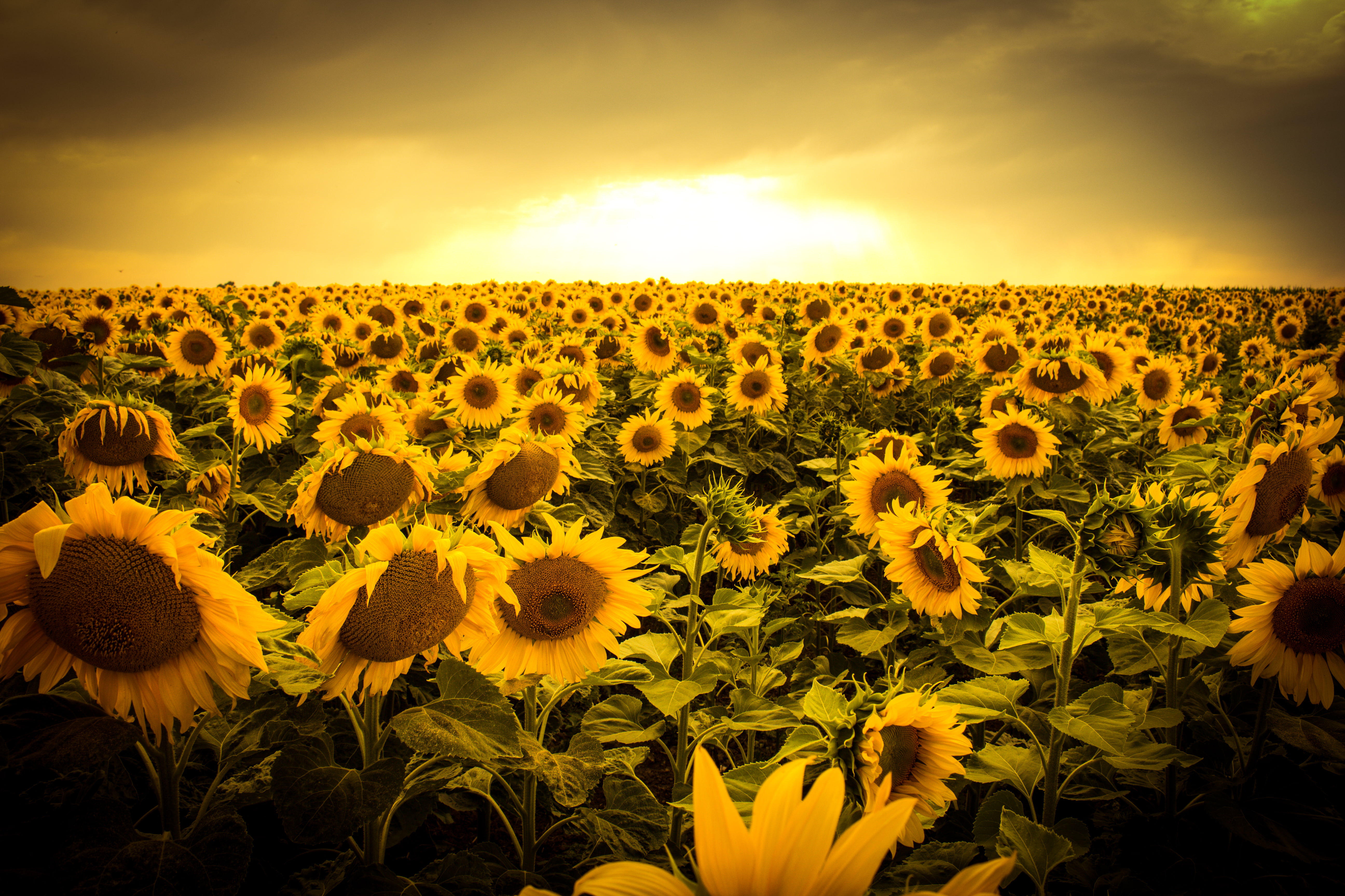 bed of sunflowers photo in golden hour sunset nature 2k 4k 5k