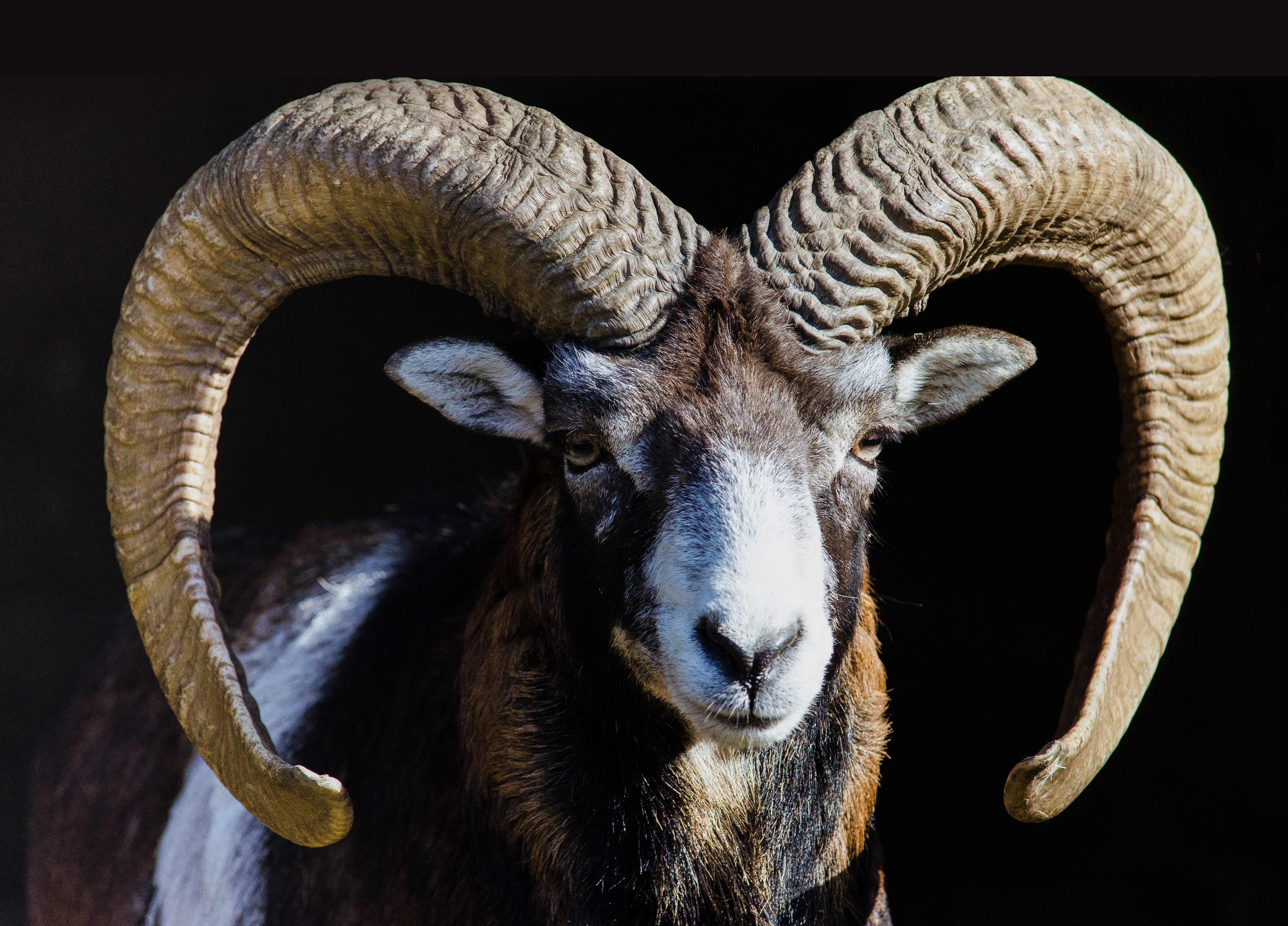 black and white ram mammal animal nature world sheep 2k 4k 5k