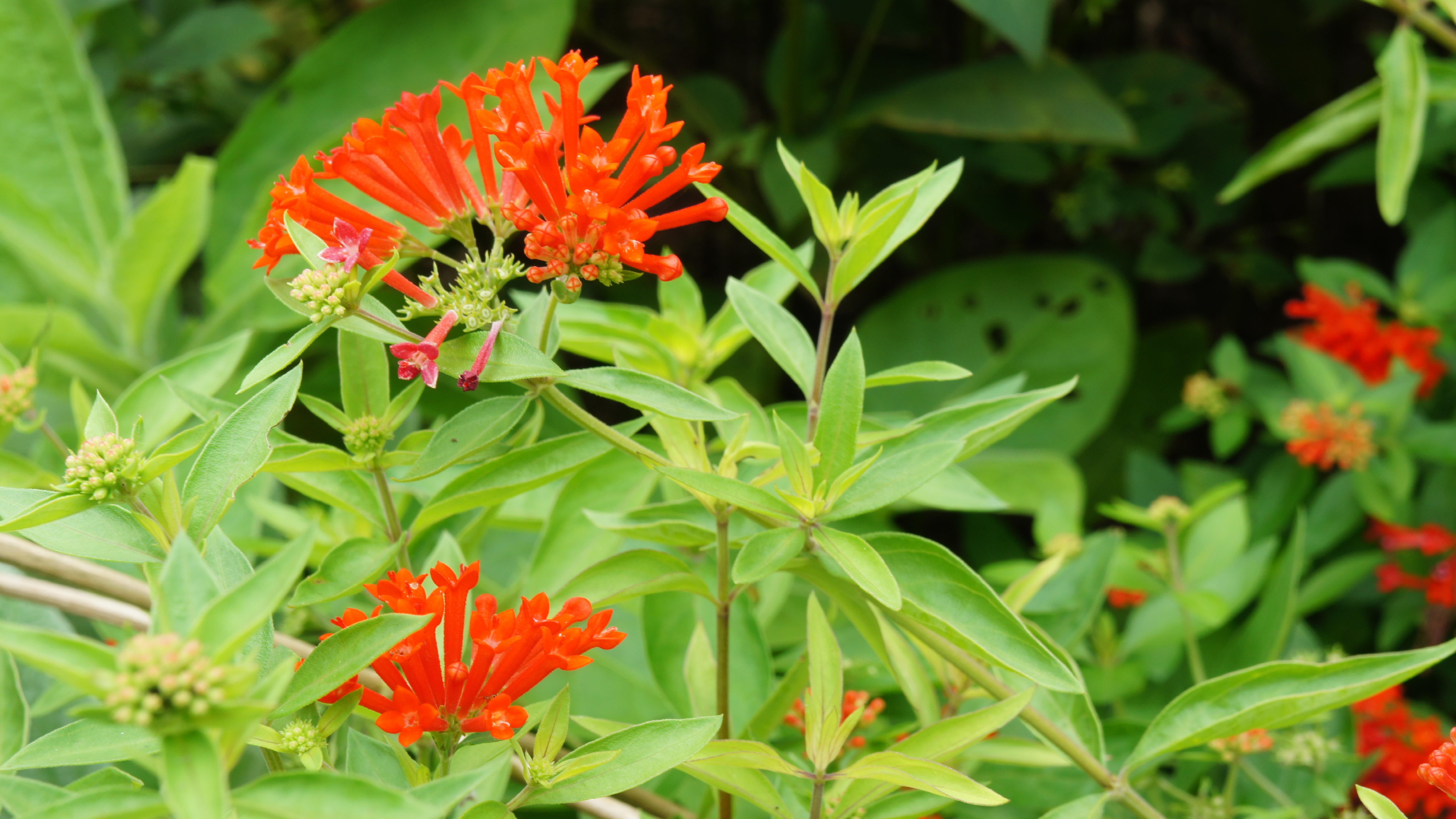 bouvardia flowers wallpaper flowering plant beauty in nature 2k 4k 5k 8k