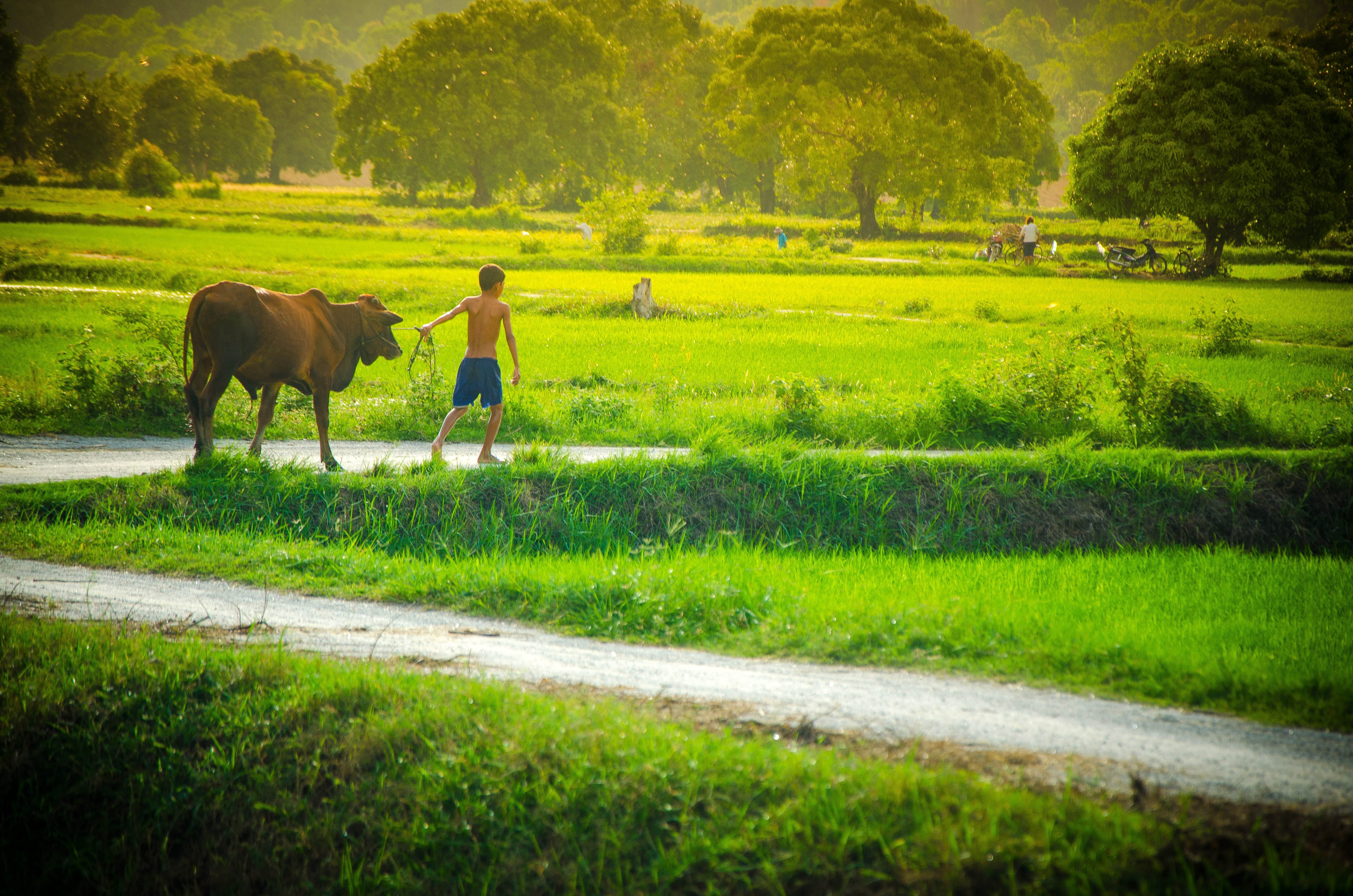 boy holding the leash of cow walking on grass field near Childhood Memory 2k 4k 5k