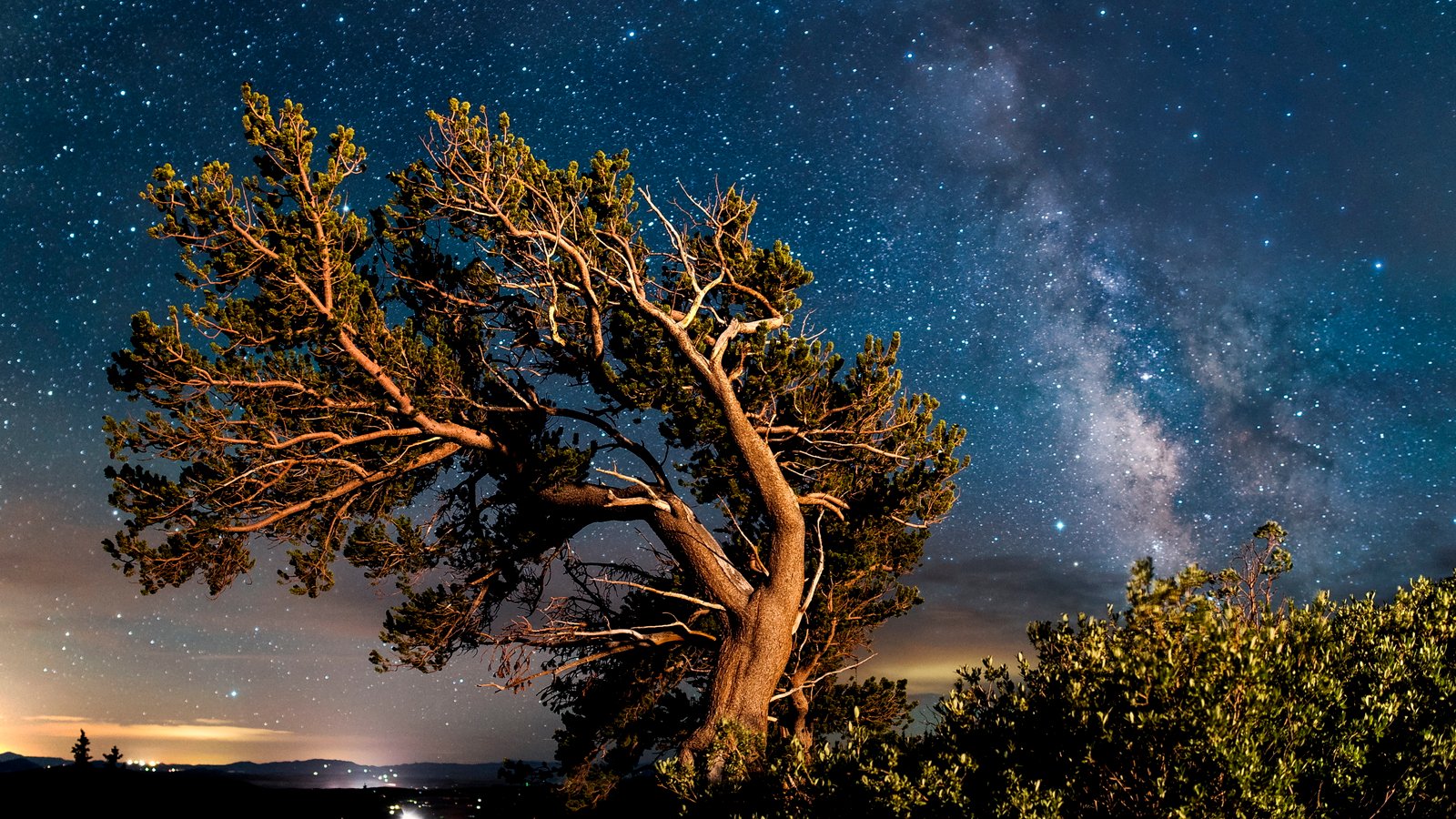 brown leaning tree photo during night time bristlecone pine 2k 4k