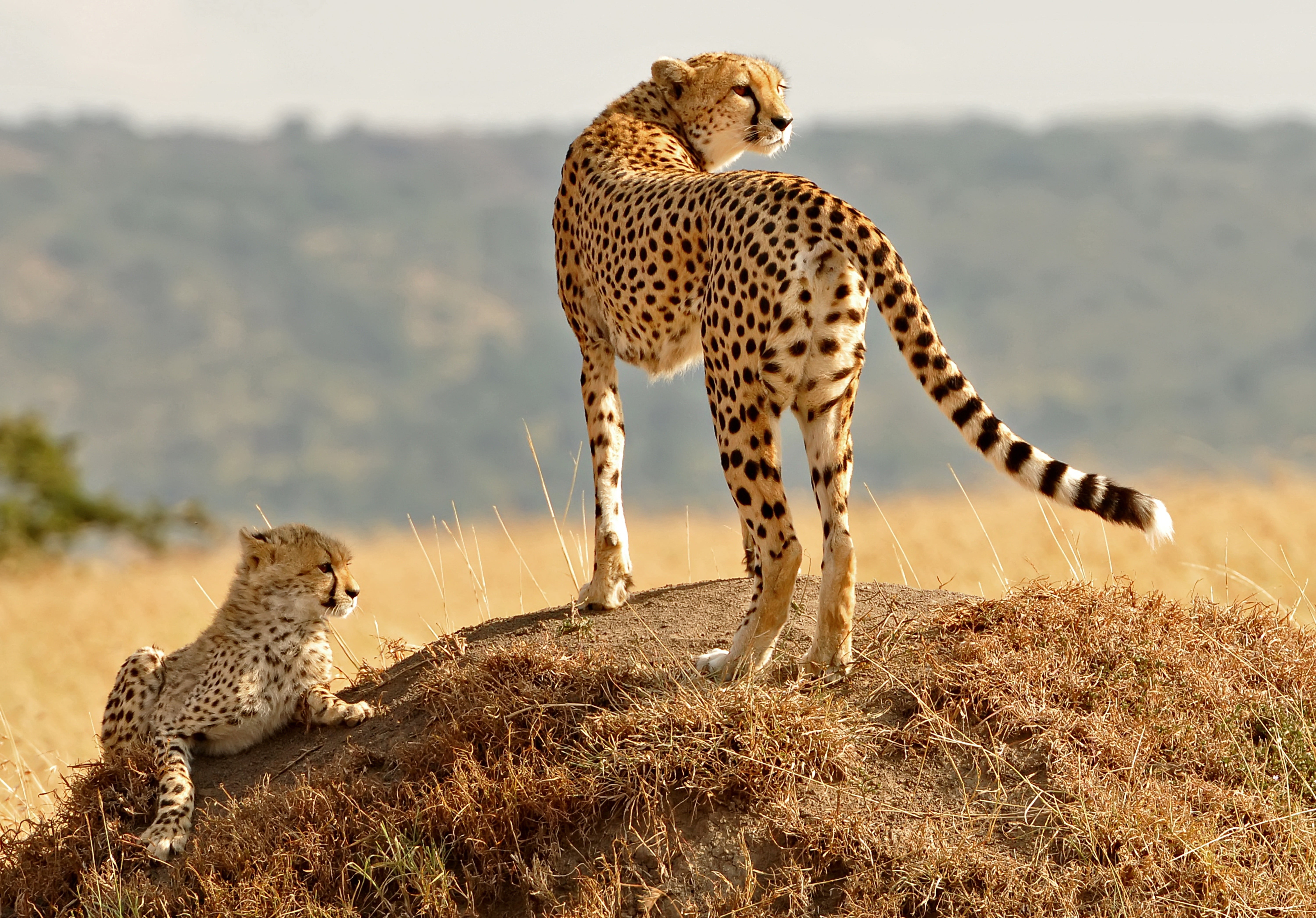 cheetah standing on ground covered with grass cub animals 2k 4k 5k