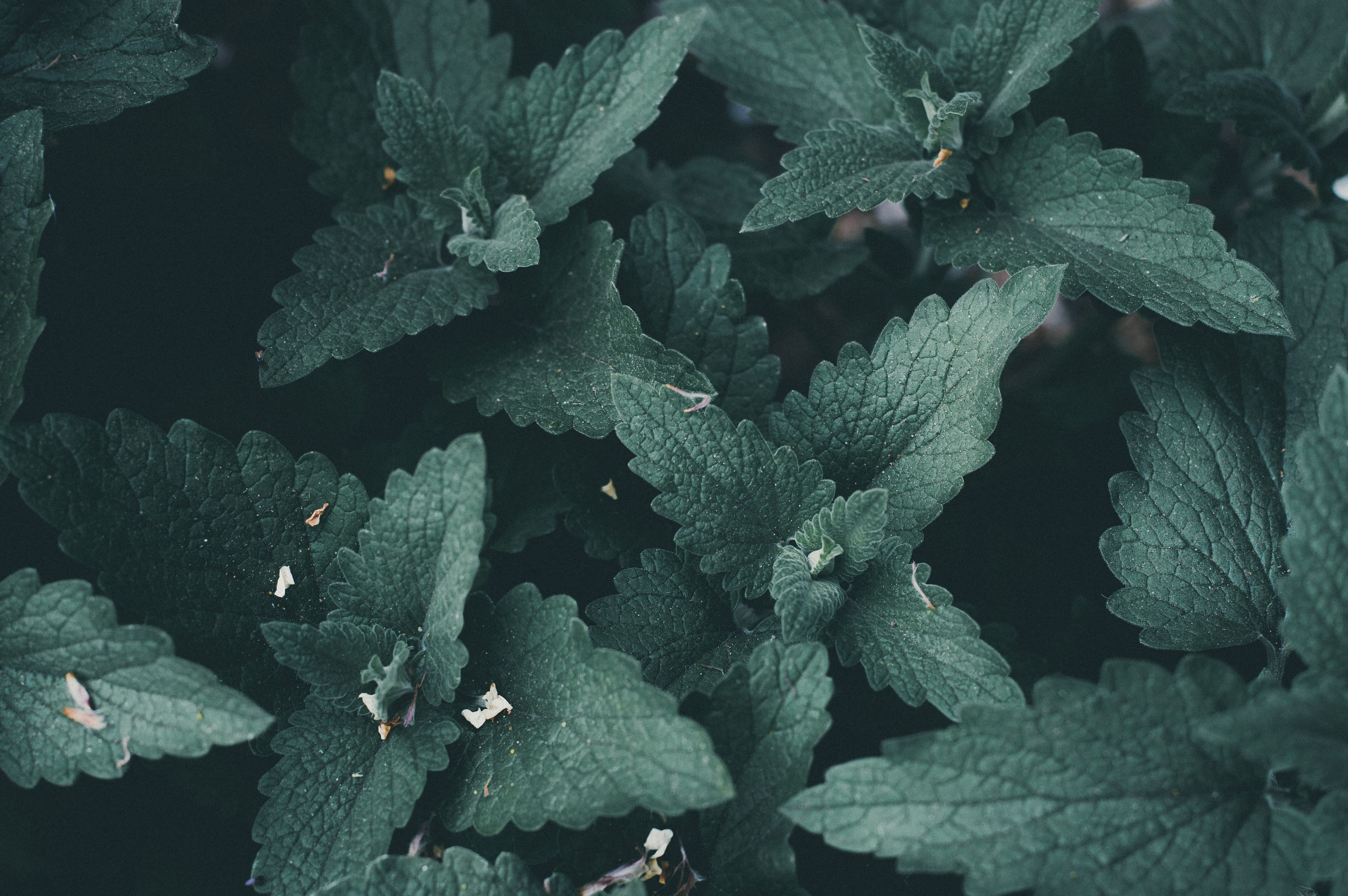 Close Up Photography of Mint Leaves desktop wallpaper fresh 2k 4k 5k