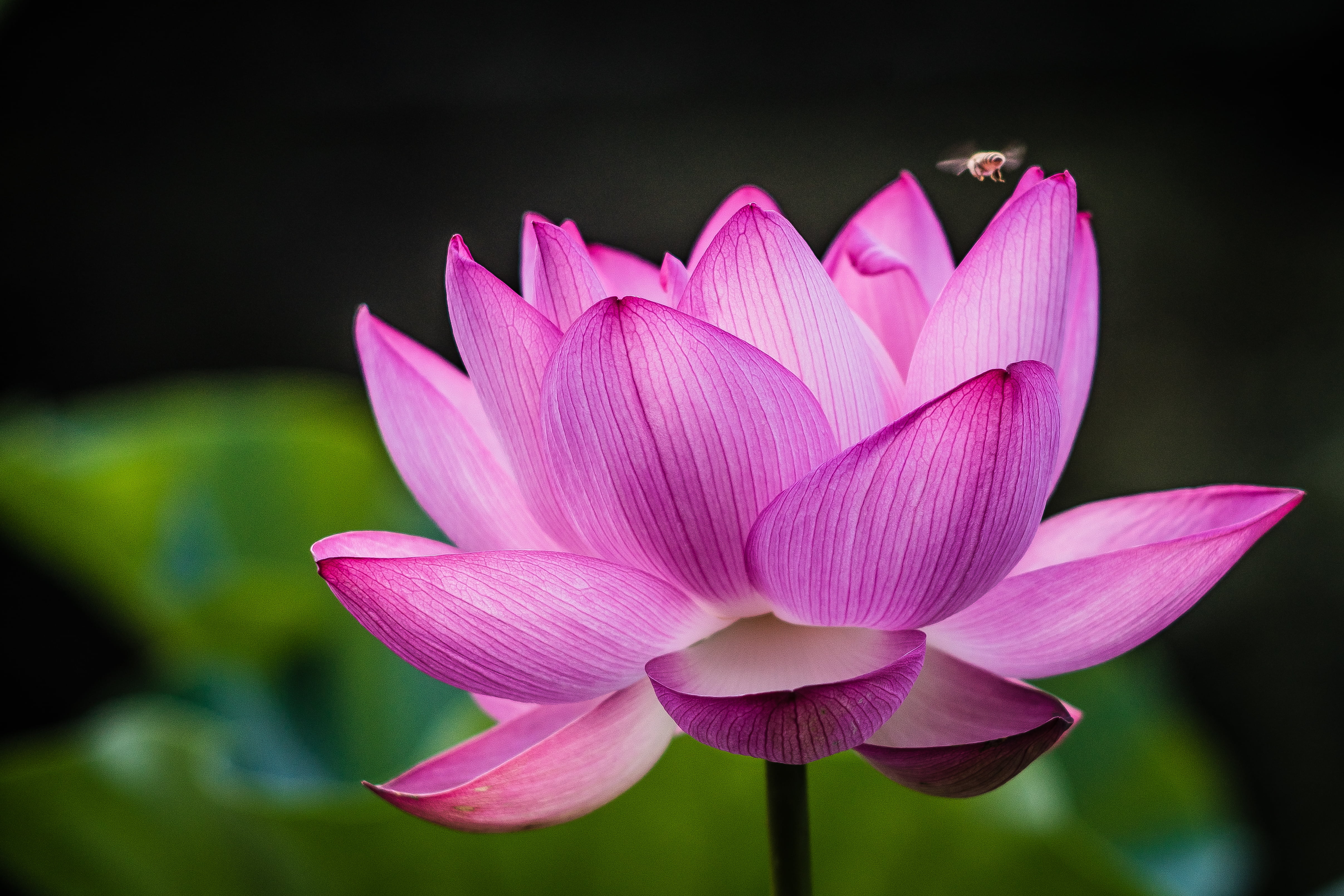 closeup photography of pink lotus flower Blooming AUTO TELE 2k 4k 5k