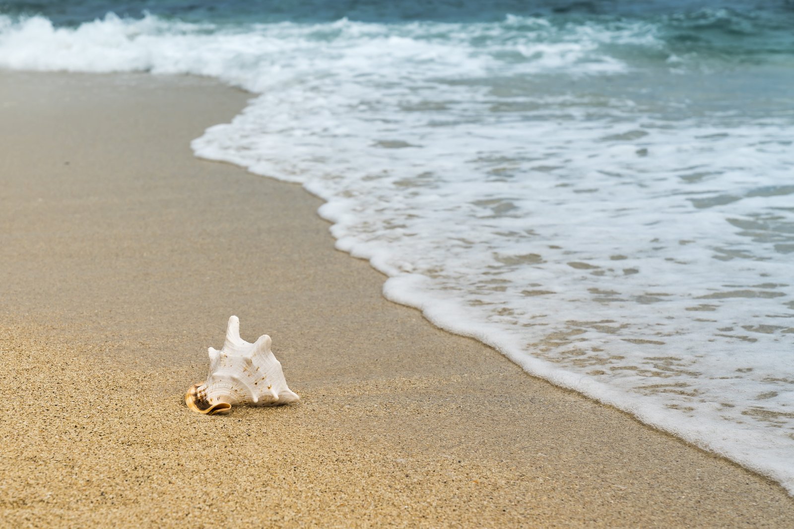 conch shell on beach background the nice beauty 2k 4k 5k